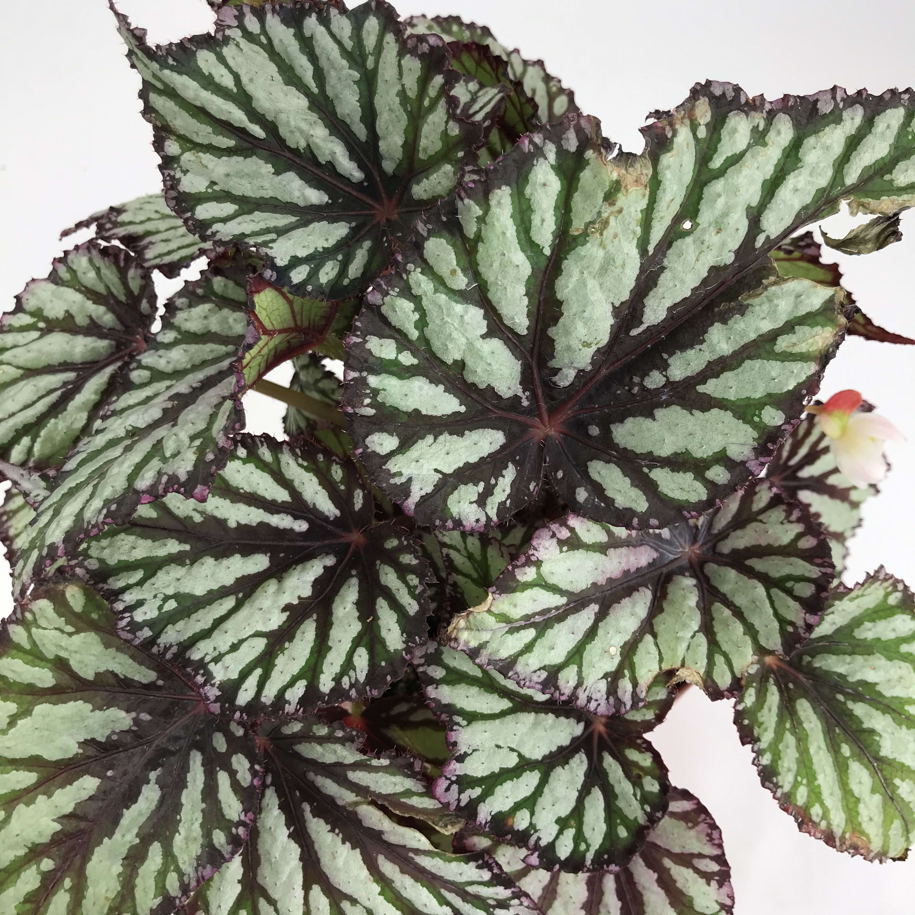 Rex Begonia 6&quot; - The fabulous foliage of Rex begonias offers a large range of colors, shapes, and textures. The flowers are small, but with leaves like these, who cares? Rex begonias headline the show for months on end in any shade garden, especially when grown in containers. These plants prefer shaded, humid conditions and rich, aerated soil like that found on the forest floor. Comes in a grower's pot. Choose &quot;DELUXE&quot; for a decorative ceramic pot.