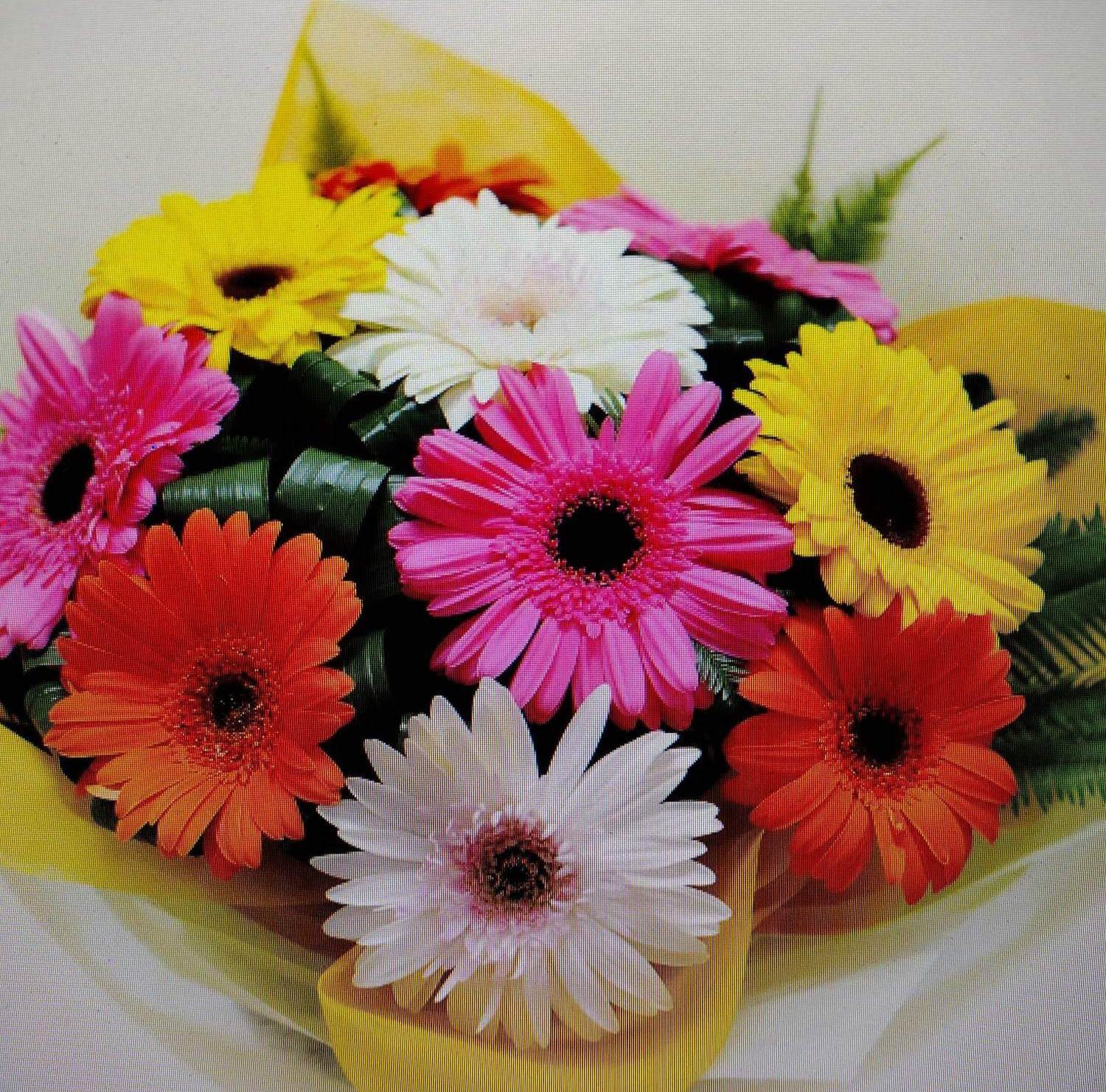 Brightest Light Gerber Bouquet - The name says it all with these brightly colored Gerber Daisies and lush greenery all wrapped together with a bow.