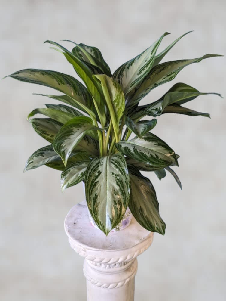 Aglonema Plant - Introducing our stunning Aglaonema Plant, a true gem for any indoor space and a thoughtful gift for any occasion. With its lush, vibrant foliage and striking patterns, this plant adds instant elegance and charm to your loved one's home or office. Known for its air-purifying qualities, the Aglaonema not only beautifies their surroundings but also promotes a healthier environment. Easy to care for and adaptable to various light conditions, it thrives effortlessly, making it an ideal choice for both novice and seasoned plant enthusiasts. Elevate their décor with the timeless beauty of our Aglaonema Plant and give the gift of enduring grace and natural beauty.