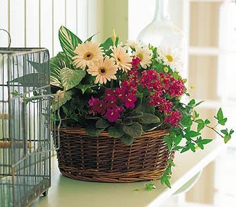 Blooming Basket Garden - nice mix of green and blooming plants in season arranged in a basket 