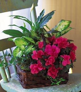 Green and flowering plant basket - basket filled with green and flowering plants in season