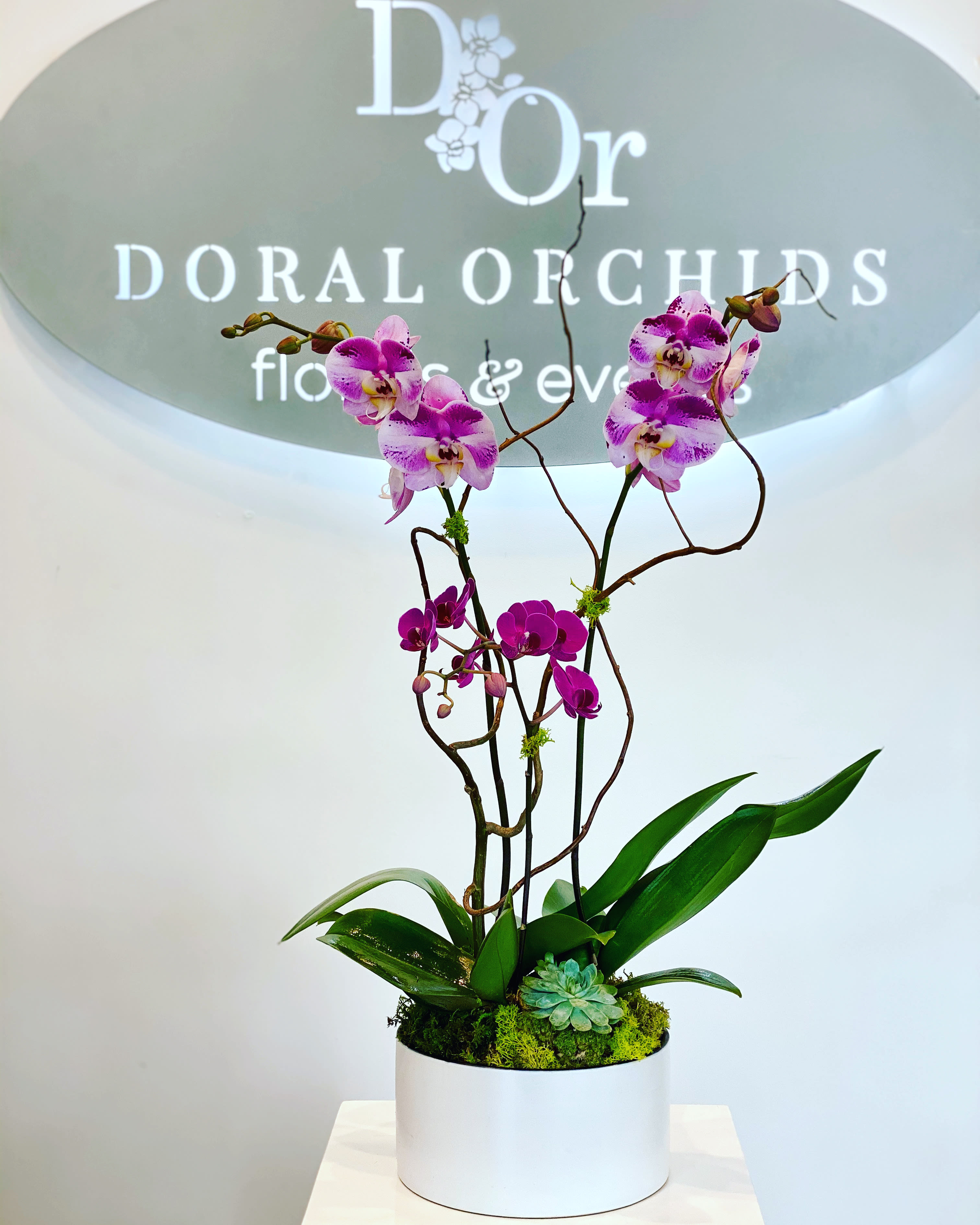 Nancy - Arrangement of three Phalaenopsis orchid plants decorated with a succulent, wood and moss in 8” round ceramic vase