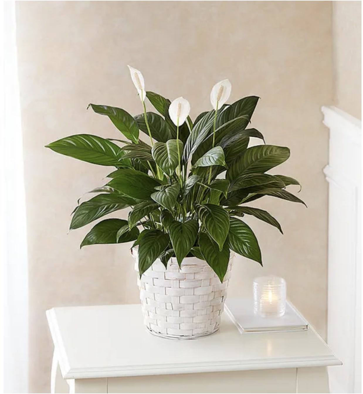Peace Lily Plant | Spathiphyllum - Like many plants, peace lilies carry symbolism. The peace lily's meaning is associated with sympathy, healing, hope, purity, and—naturally—peace. The plant is commonly given as a gift to those who have lost a loved one.  Its broad, dark green leaves, tall stem and white bracts create a calming presence in any space, while serving as a warm reminder that even though someone may be gone, their memory lives on.  This beautiful Peace Lily plant (Spathiphyllum) will bring elegance and content to any home. As well as being a certified peace symbol — thanks to their striking white flowers — they are also renowned for their air-purifying abilities. People often gift this plant as a sign of everlasting life to people facing loss or hardship.  Easy to care for, this indoor plant prefers partial shade and just a touch of water. They make a pretty addition to any bedroom, and improve air quality.  Note that peace lilies are toxic to pets and people if ingested,  so be mindful about where you place a peace lily in your house.  Please Note: Plants are living things; each one is slightly different, so the plant you receive may vary from the photo. This plant is delivered in a 10-inch diameter planter pot for easy transport and repotting.  Approx Dimensions: 36&quot; H