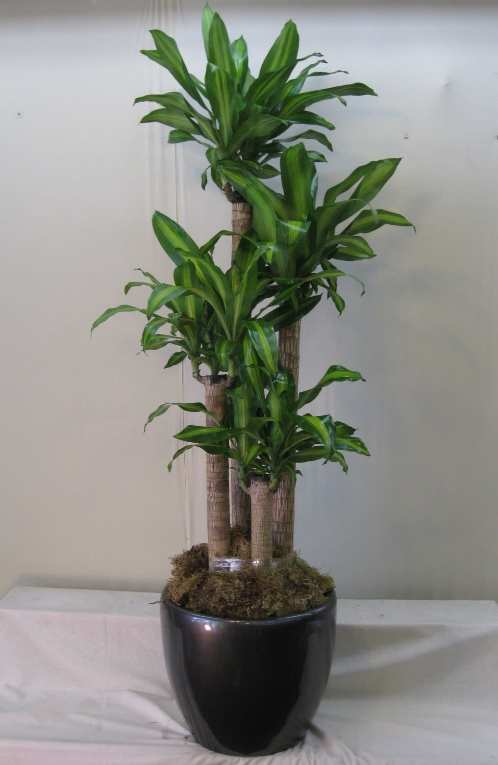 Dracaena - Item No: plant18  Dracaena Massangeana (Corn Plant) arrives in a lightweight and contemporary fiberglass container.   This item is available for local Orange County delivery only. Other delivery areas may require subsitution.   63&quot; Tall x 15&quot; Wide