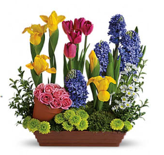 BEAUTY GARDEN - This beautiful  mini garden is made up of vibrant colors and exotic flowers, perfect for any occasion.  
