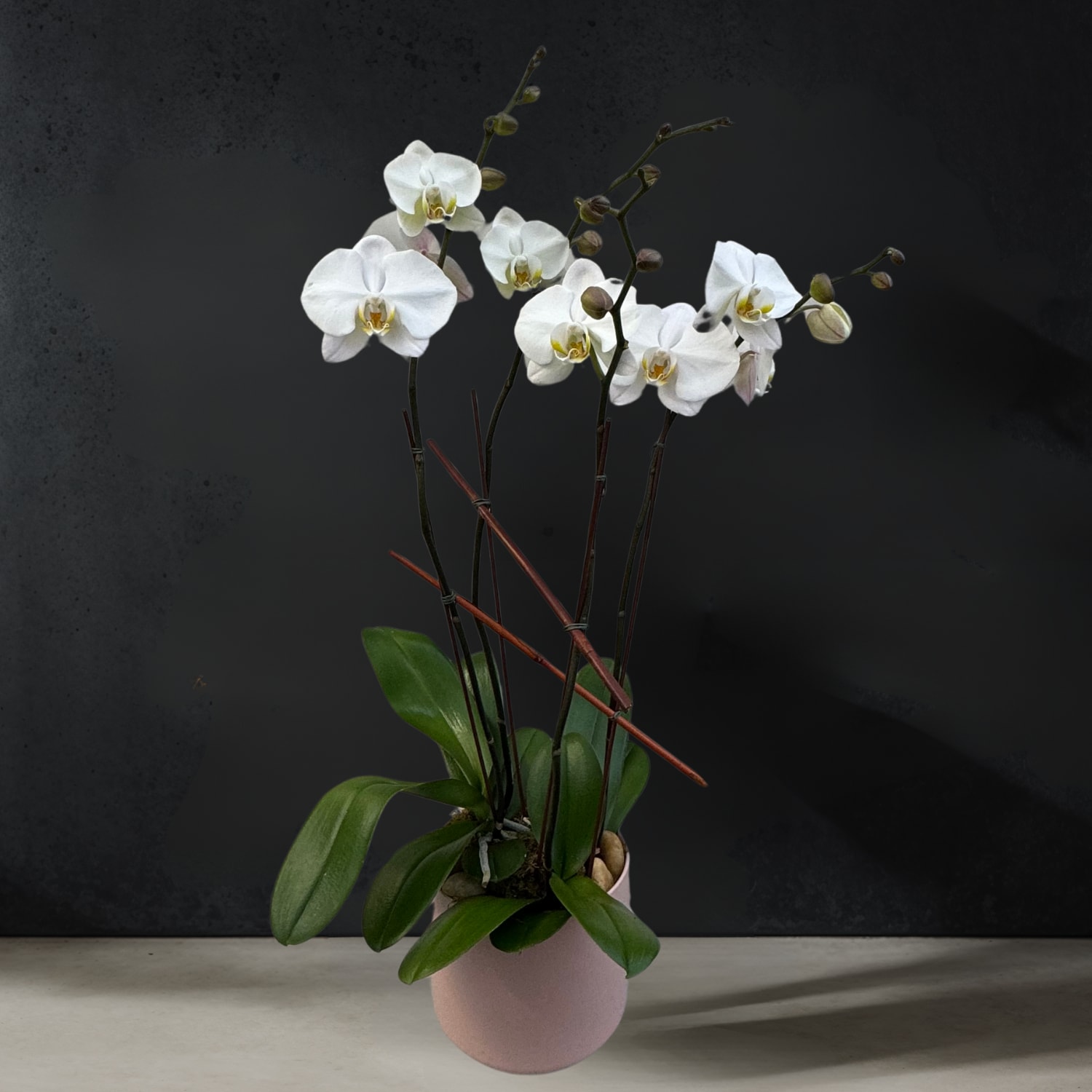 Premium White Phalaenopsis Orchid - This beautiful (4) Stem Phalaenopsis Orchid Plant Composition is a perfect gift for any occasion. 