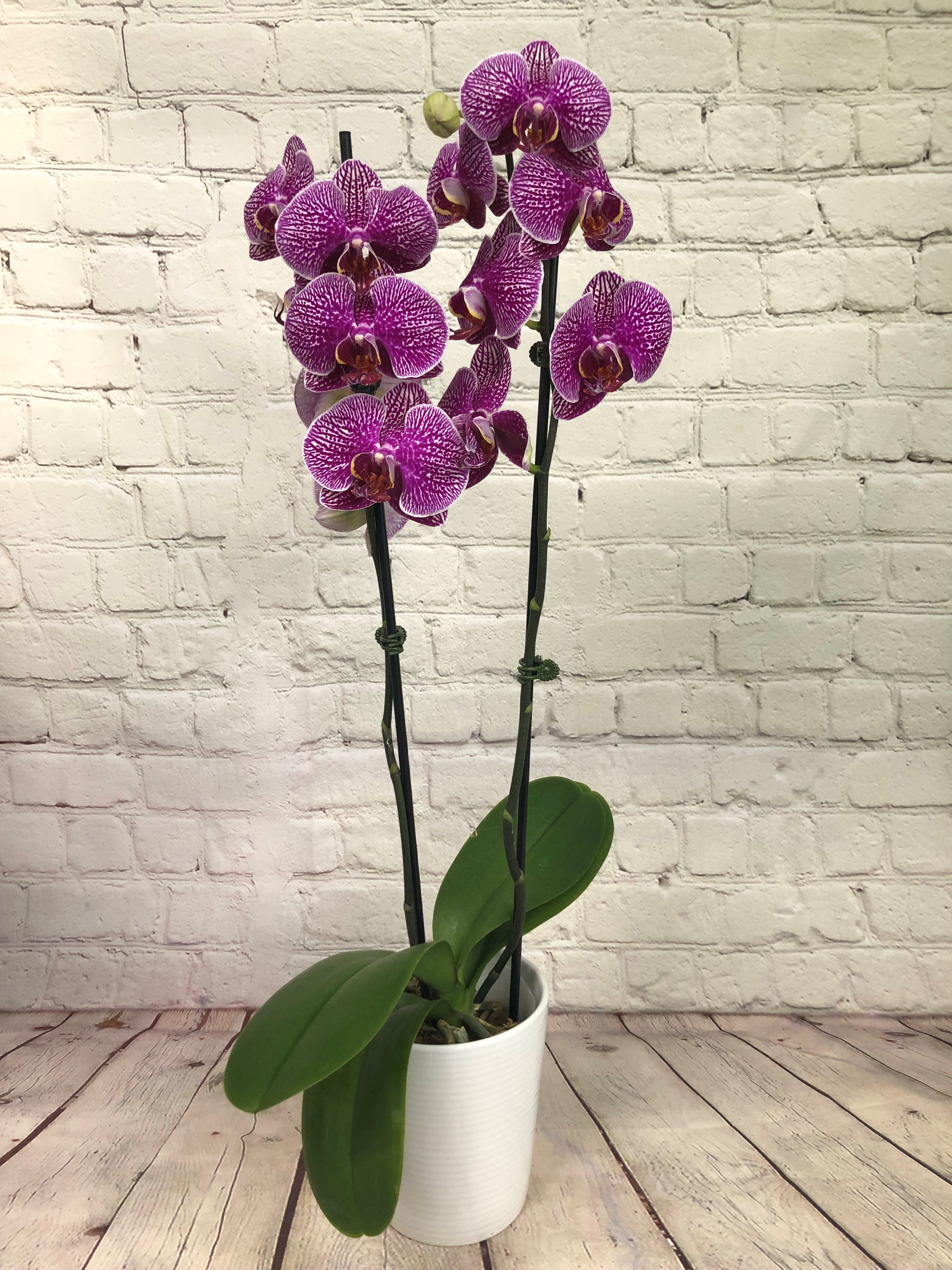 Potted Phalaenopsis - The flowers of the popular and beautiful phalaenopsis orchid plant are thought to resemble moths in flight – and this exotic and graceful living gift, potted for a long blooming time, will decorate any room with elegance. Available in many colors.