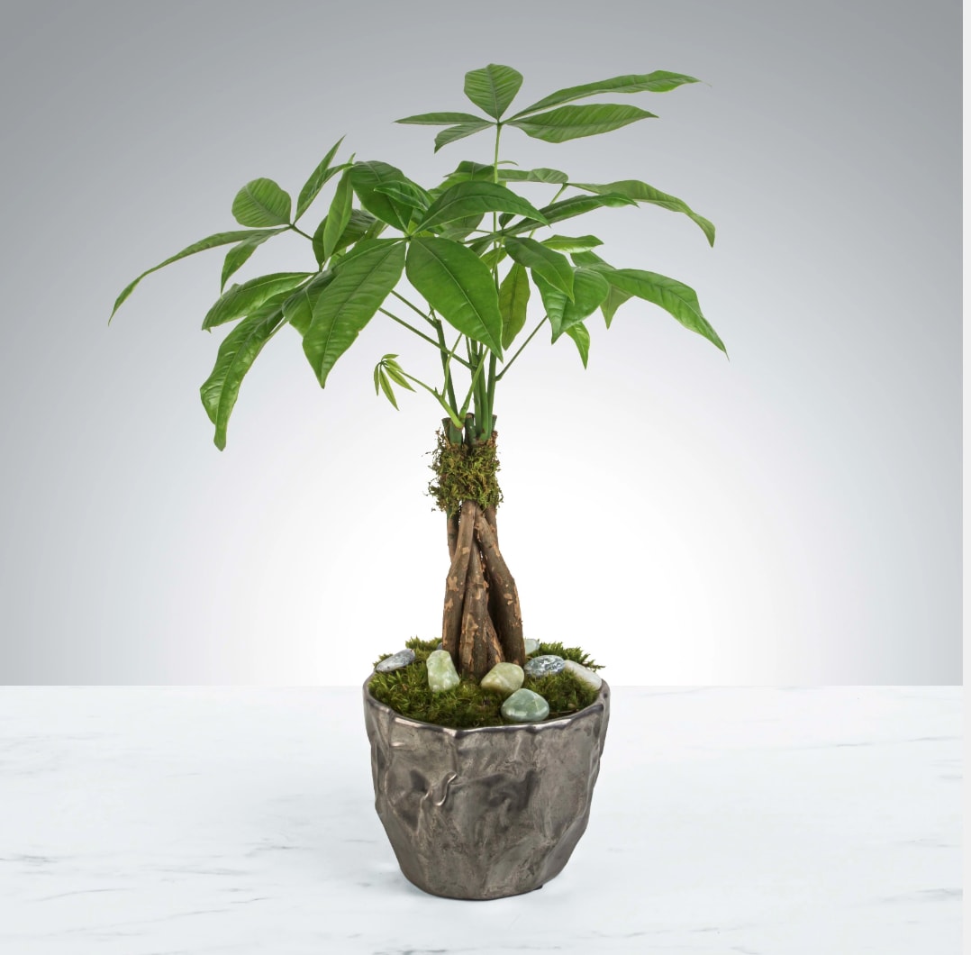 Money Tree by BloomNation™ - Send good fortune with the Money Tree by BloomNation™. A hardy plant that can live in low light will make even the most amateur gardeners feel good. APPROXIMATE DIMENSIONS: 6'' W x 19&quot; H  