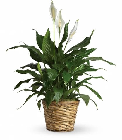 SIMPLY ELEGANT SPATHIPHYLLUM - MEDIUM SIMPLY ELEGANT SPATHIPHYLLUM - MEDIUM - Known for its indoor beauty and ability to clear the air of contaminants, this brilliant green plant with dazzling white blossoms makes a perfect gift for almost any occasion. low-maintenance. High quality. Bet you never knew delivering elegance could be this simple. Size: 37''H