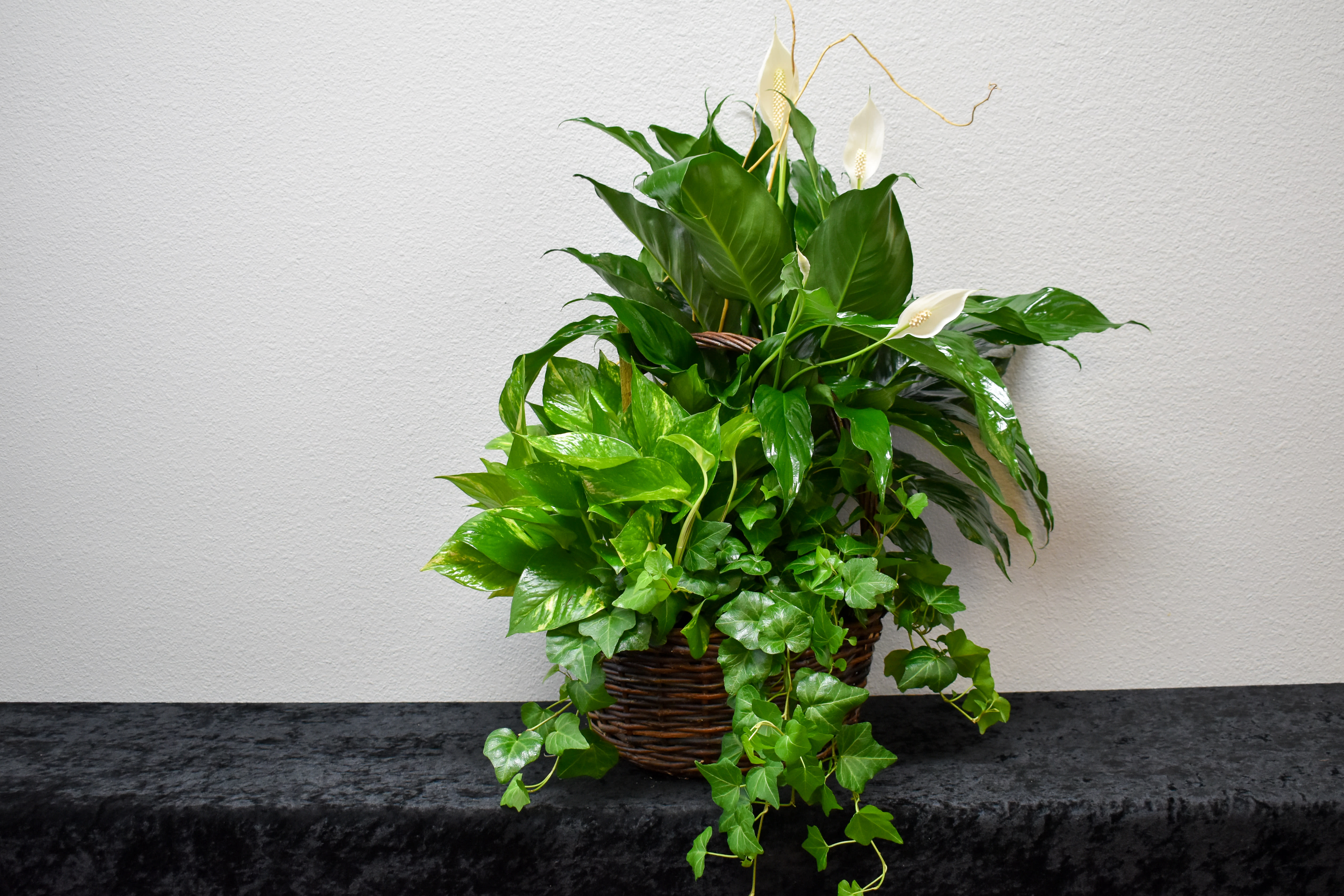 Large Combo Planter - Item # TLS-101LG Ivy Spath and other seasonal plants make for a beautiful and large assortment of green plants adorned with Curly Willow branches.