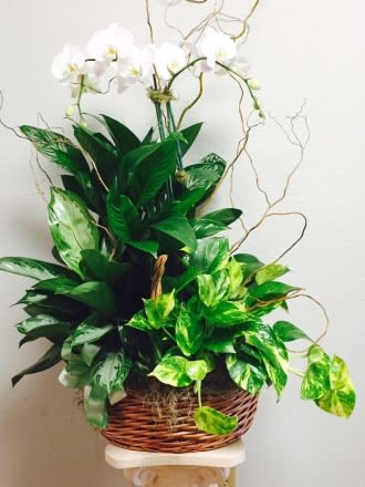 Combo Planter &amp; Orchid - Item # TLS-101LGO A lush display of green plants with an elegant Phaelanopsis Orchid and curly willow branches in a basket.