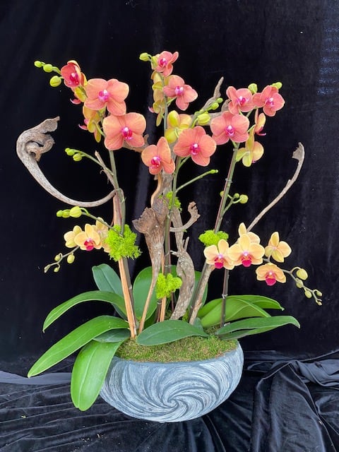 Phalaenopsis rust/orange with dark purple lip Phalaenopsis rust/orange with dark purple lip - Two orchids with 02 spikes and a mini phalaenopsis design with Natraj branches in ceramic.