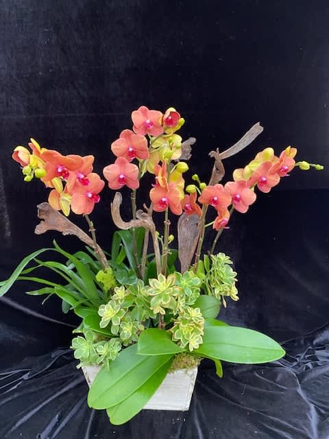 Sunset  - Orchid arrangement 