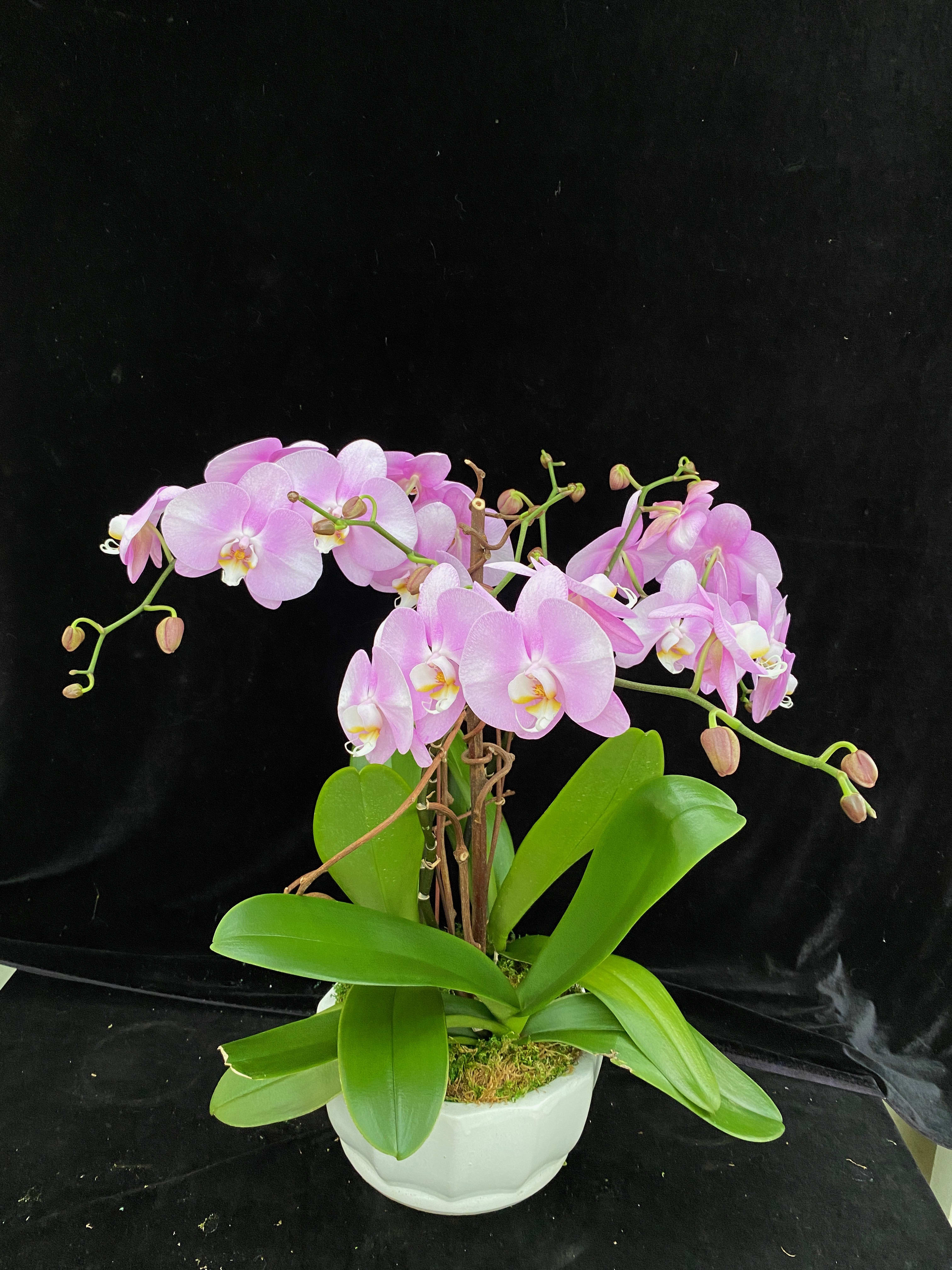 Three phalaenopsis design Three phalaenopsis design - Three phalaenopsis design with kiwi vine in ceramic.