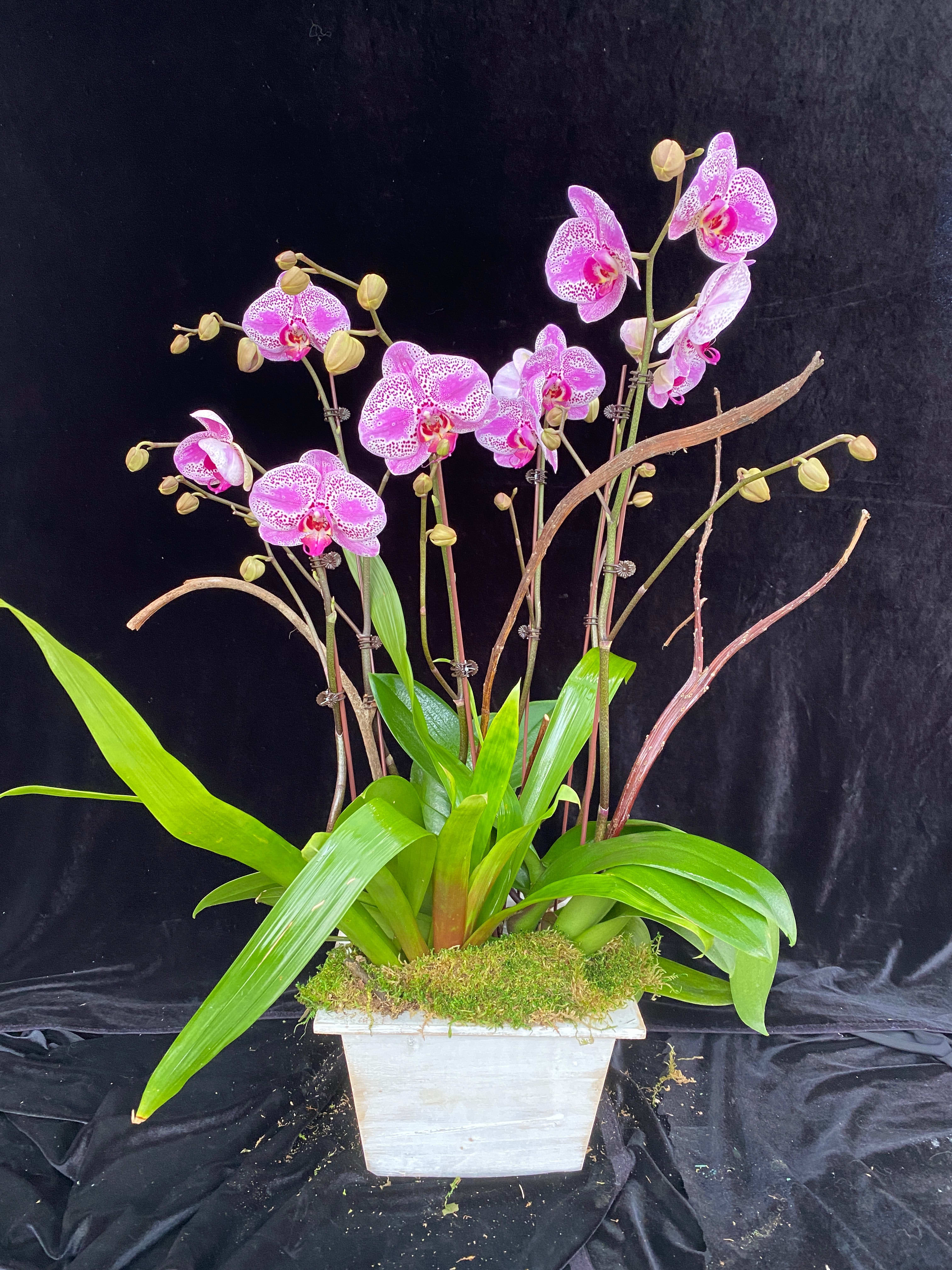 Phalaenopsis pink/spots design with a bromeliad and Natraj branches in wooden pot. Phalaenopsis pink/spots design with a bromeliad and Natraj branches in wooden pot. - Three double spikes