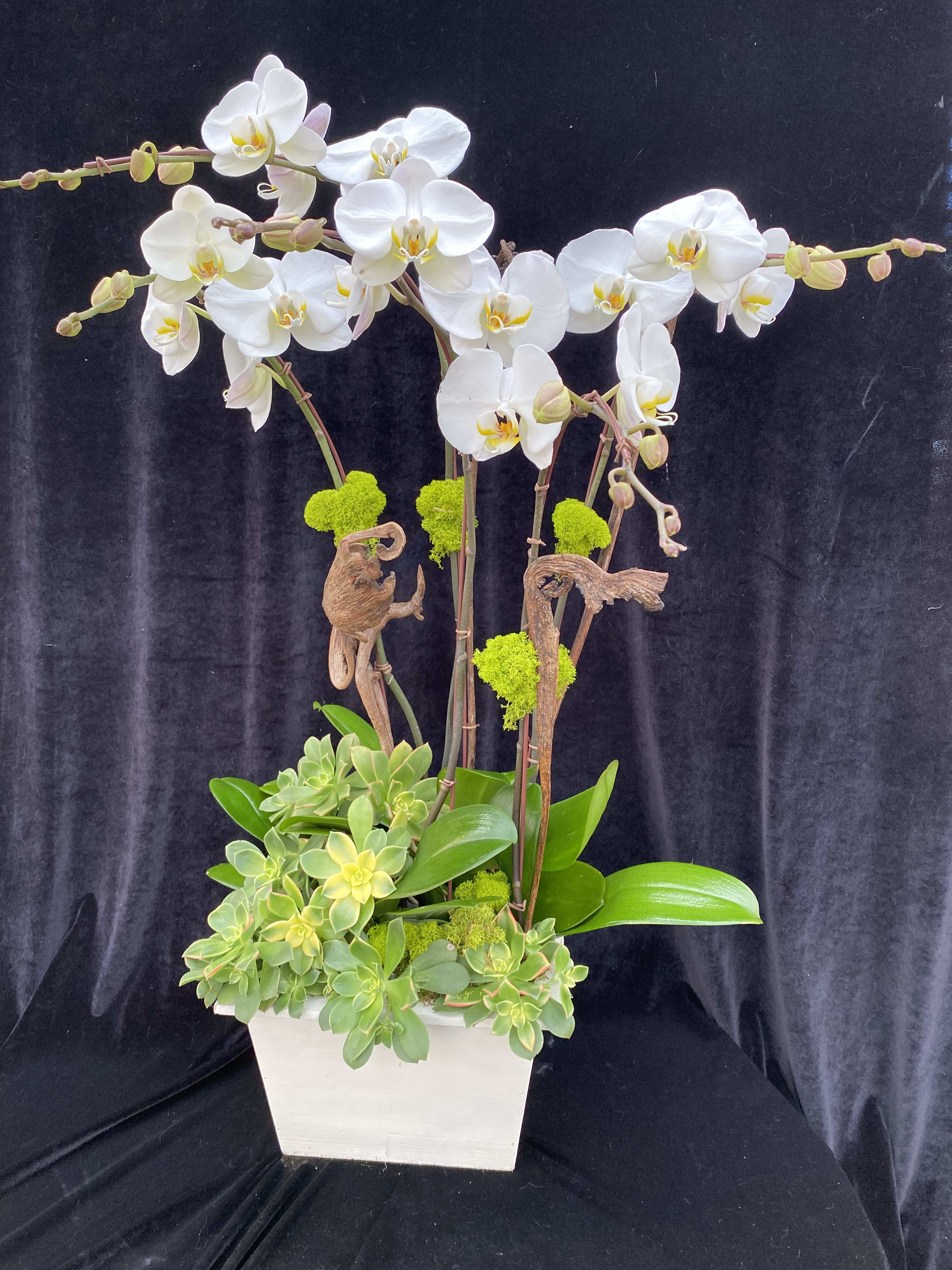 White on white with succulents. White on white with succulents. - Five stems arrangement with manager branches and succulents.