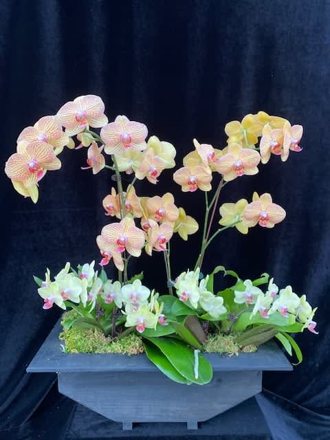 Orchid on the way  - Boat shape orchids combination size and color.  