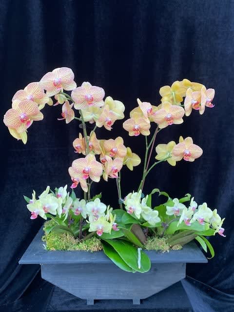 Orchid on the way Orchid on the way - Boat shape orchids combination size and color.