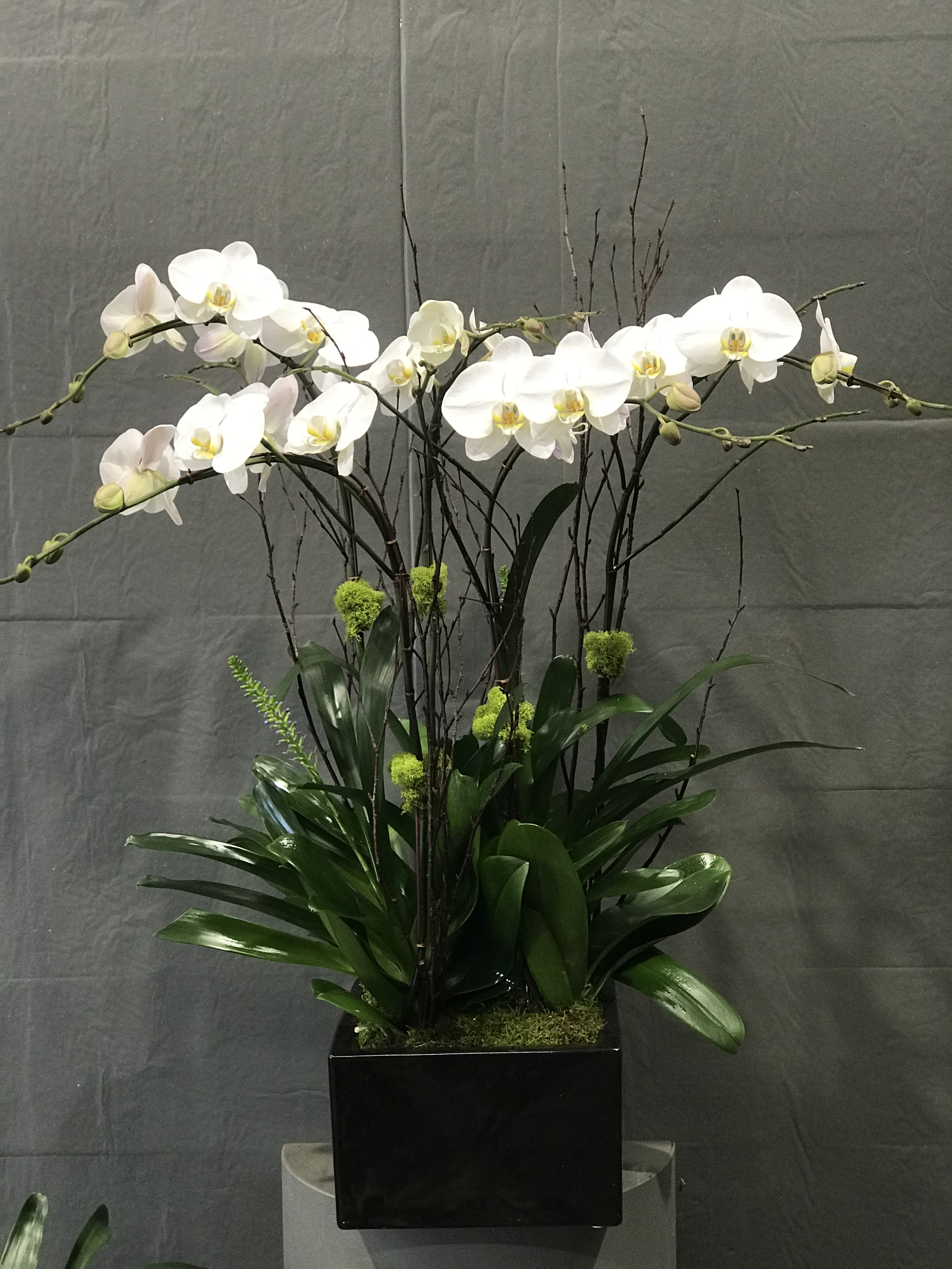 White Phalaenopsis design  - Five spikes and bromeliad design in ceramic with birch branches. 