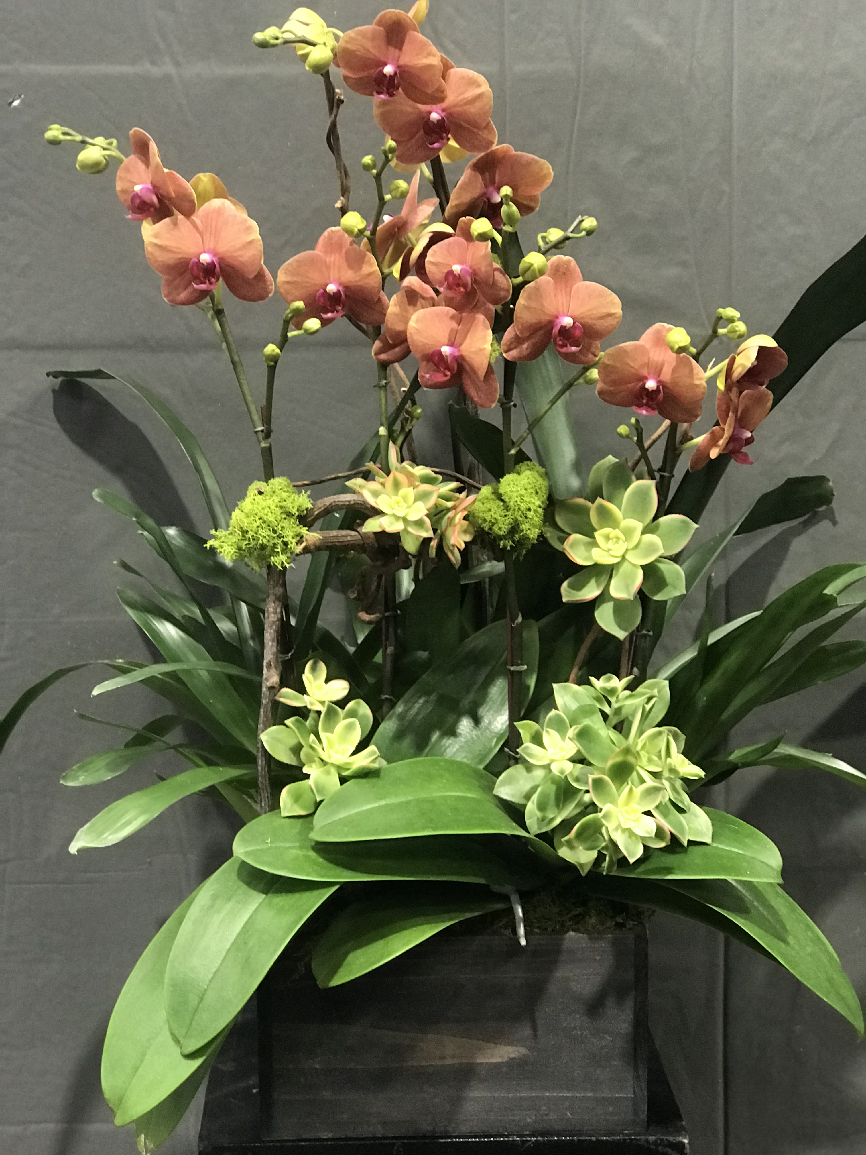 Phalaenopsis mix arrangement Phalaenopsis mix arrangement - Phalaenopsis design with bromeliad and succulents.