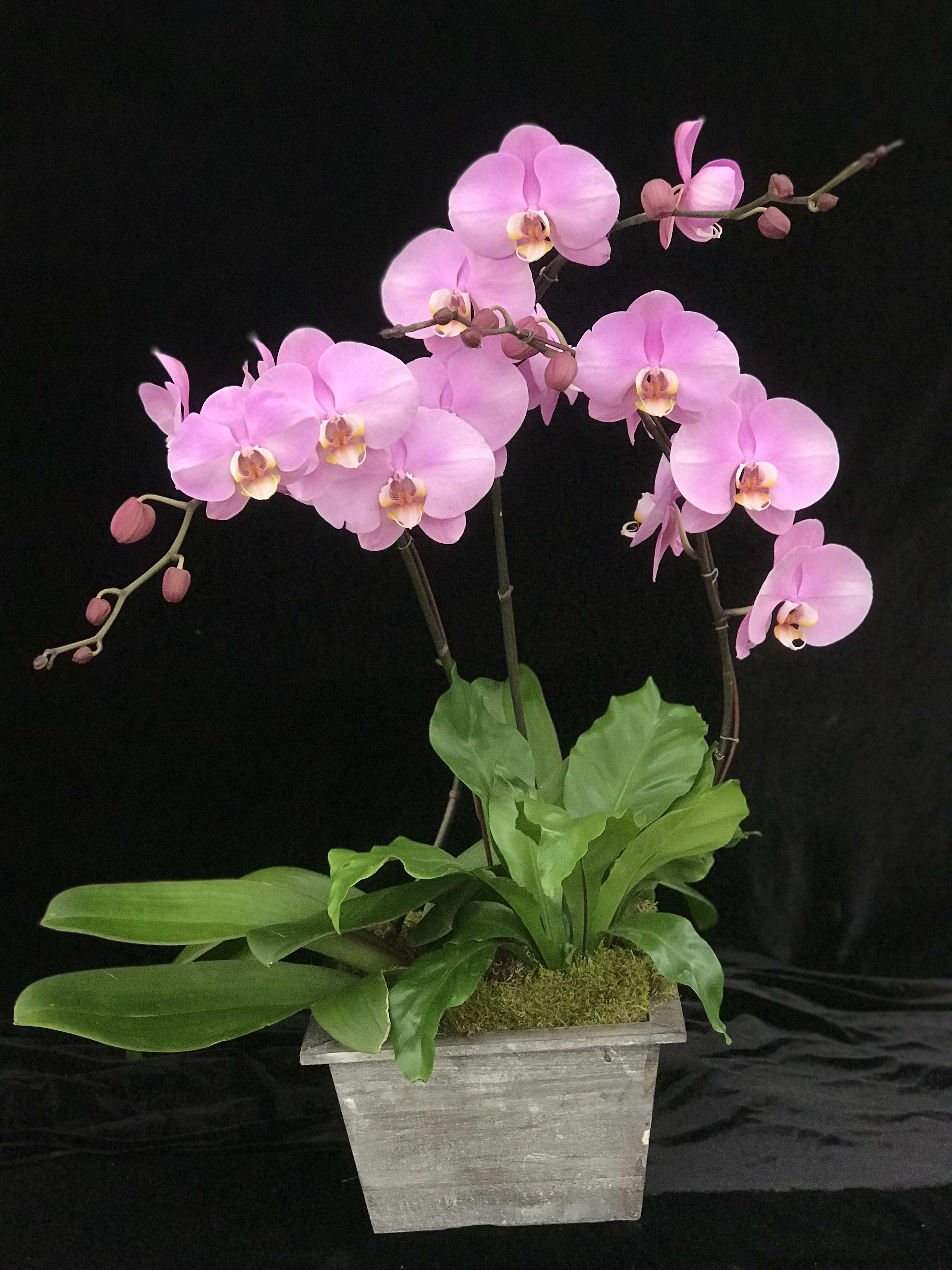 Pink Spring  - Phalaenopsis Orchid arrangement in a wood pot 