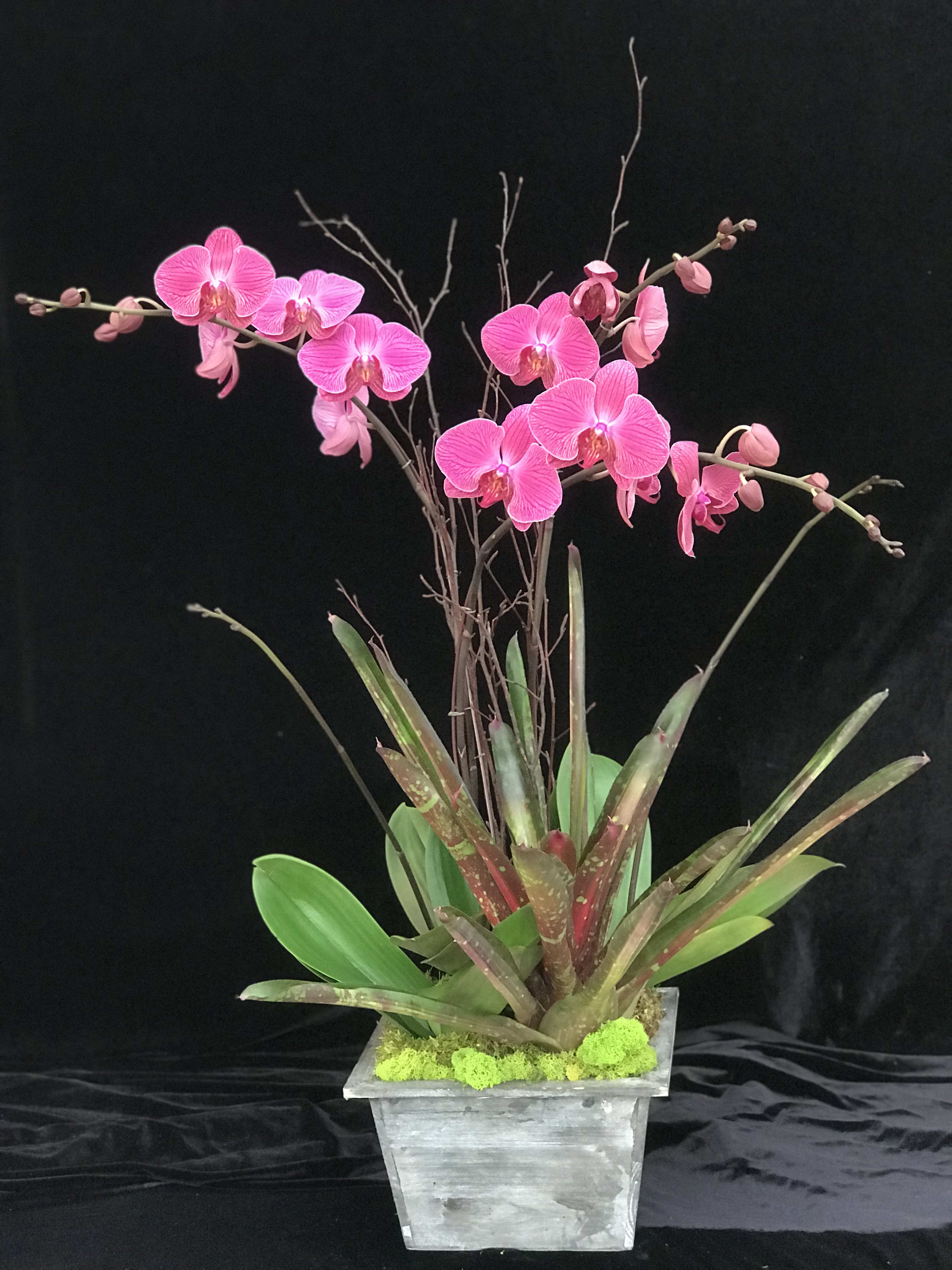 Fire Bird Fire Bird - Phalaenopsis Orchid Arrangement in a wood pot.