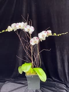 Yu Orchids Yu Orchids - Two Orchids in a pot