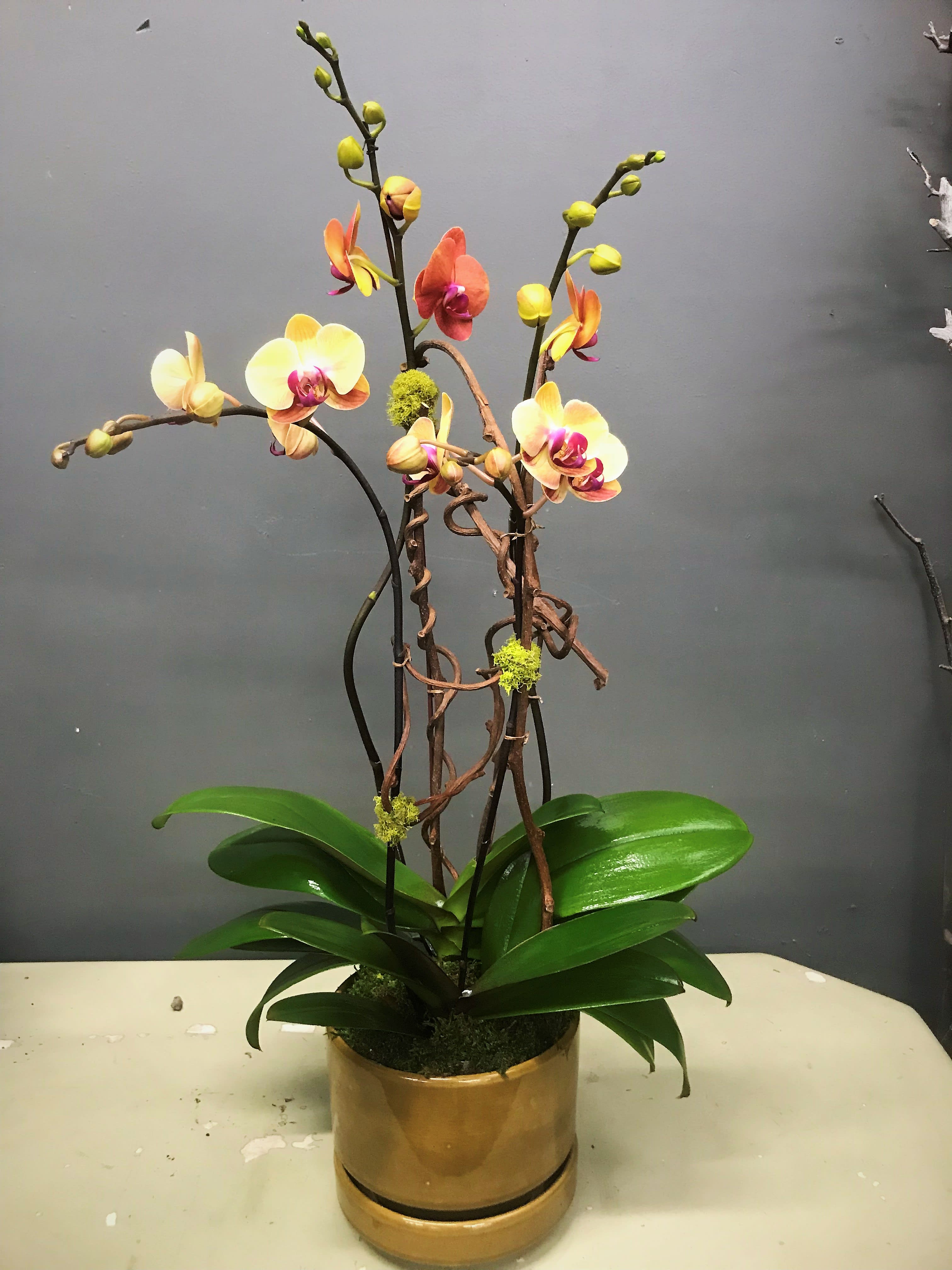 Bright Fall  - Designed arrangement  with two of fall color orchids in a ceramic pot.
