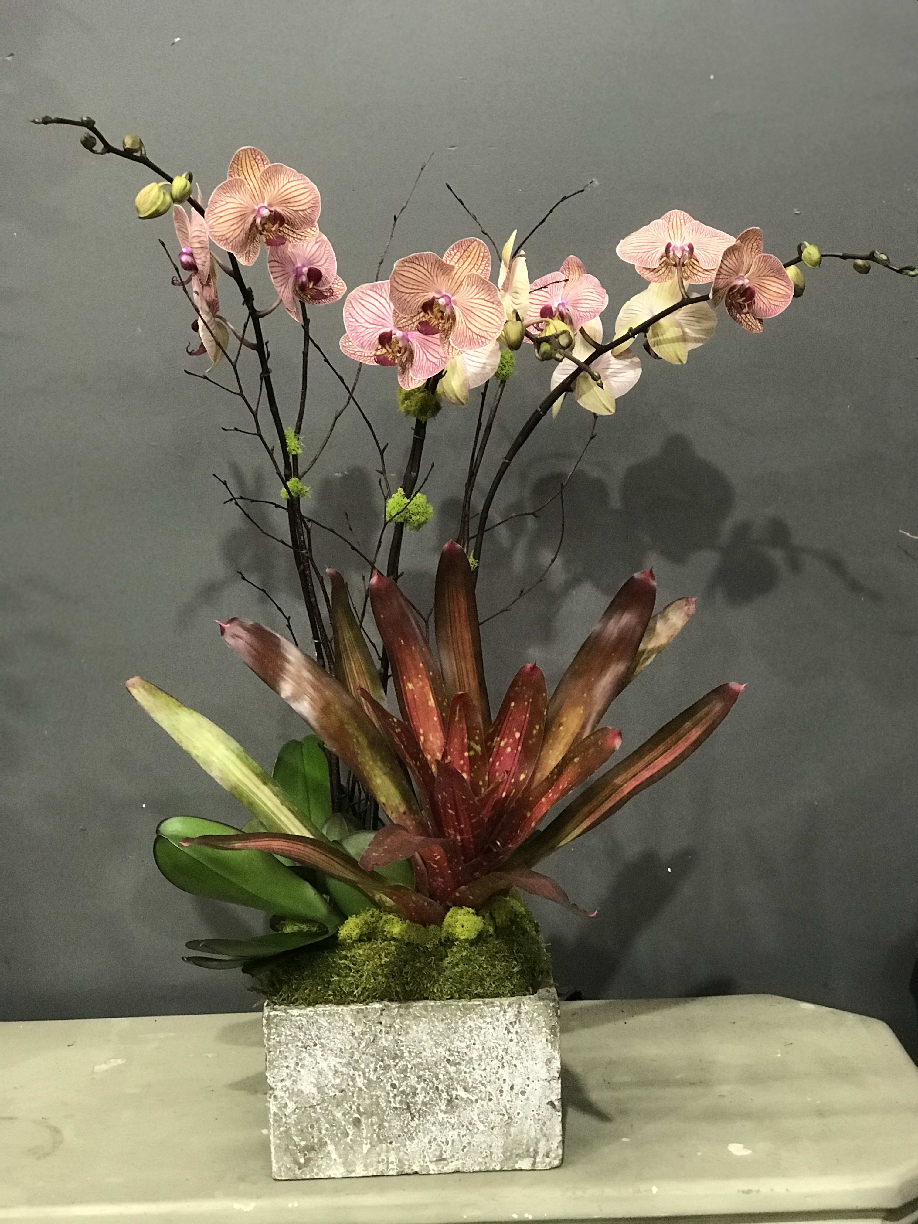 Orange Stripe Orange Stripe - Three Large Phalaenopsis Orchids and Special kind Bromiliads in a Clay Pot