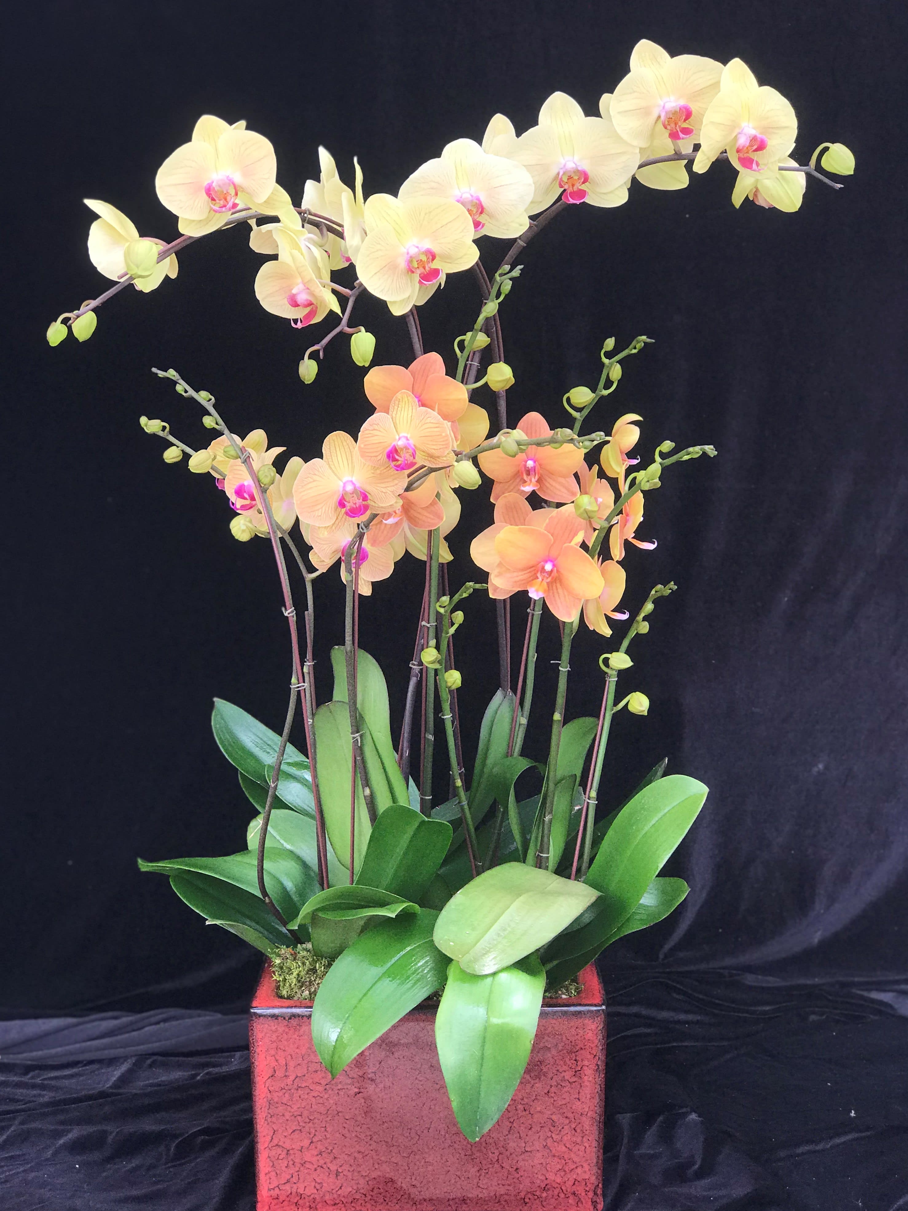Mother's Day Orchids #3 Mother's Day Orchids #3 - Palaenopsis Orchids Arrangement in a Clay pot.