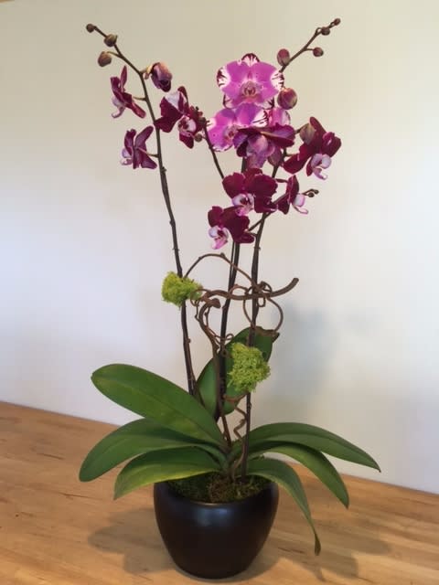 Phal. Mix color deep purple# 2 Phal. Mix color deep purple# 2 - Three Stems Phalaenopsis in a bamboo pot arrangement .