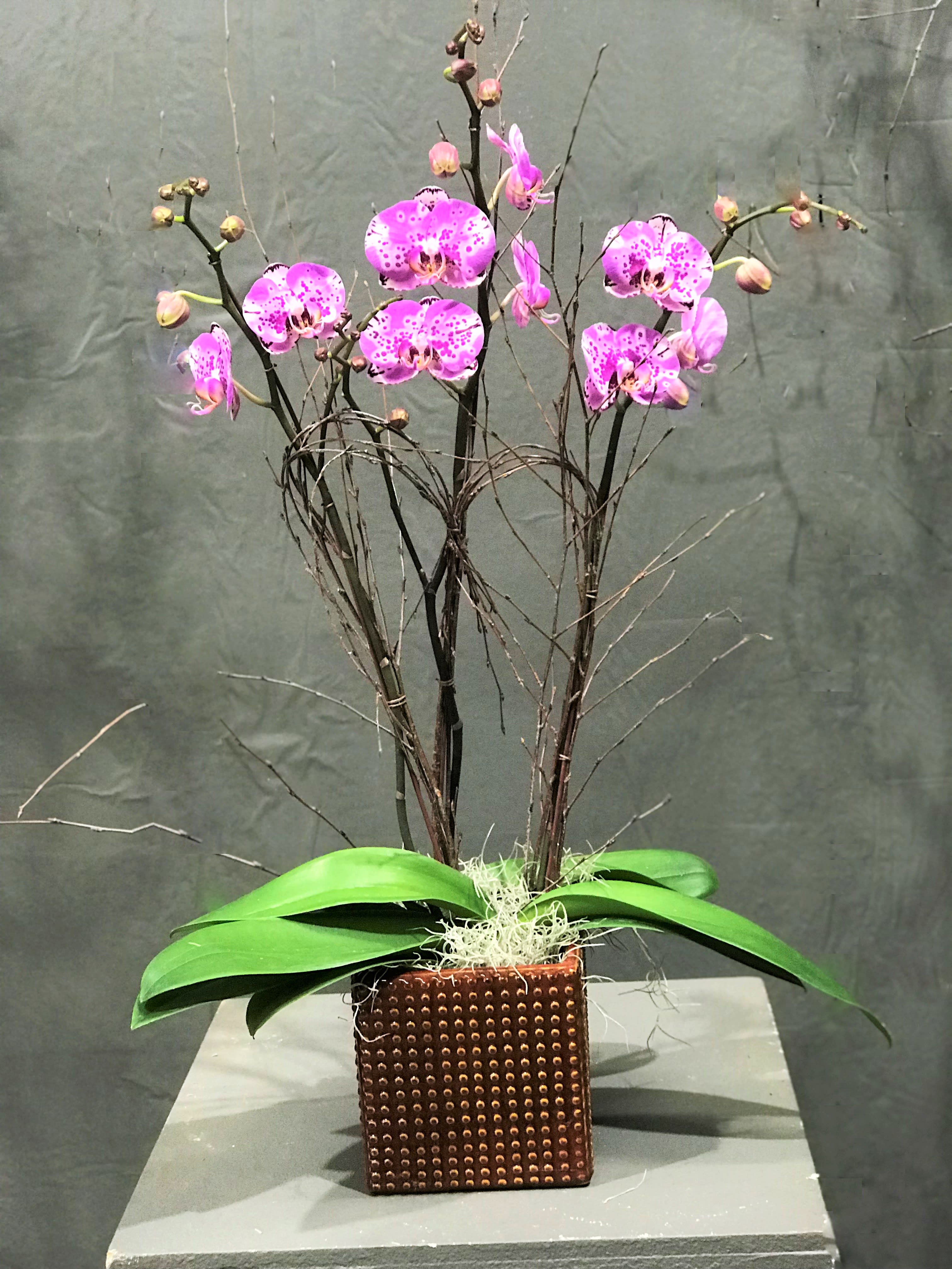 Phal. Purple and Pink Lovers 1 Phal. Purple and Pink Lovers 1 - Three Stems of Two Orchids in a ceramic pot