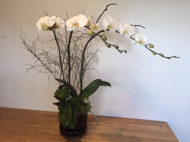 Phalaenopsis White - 2 Phalaenopsis White - 2 - Two Phal. orchids in a 8.5" brown color ceramic pot .