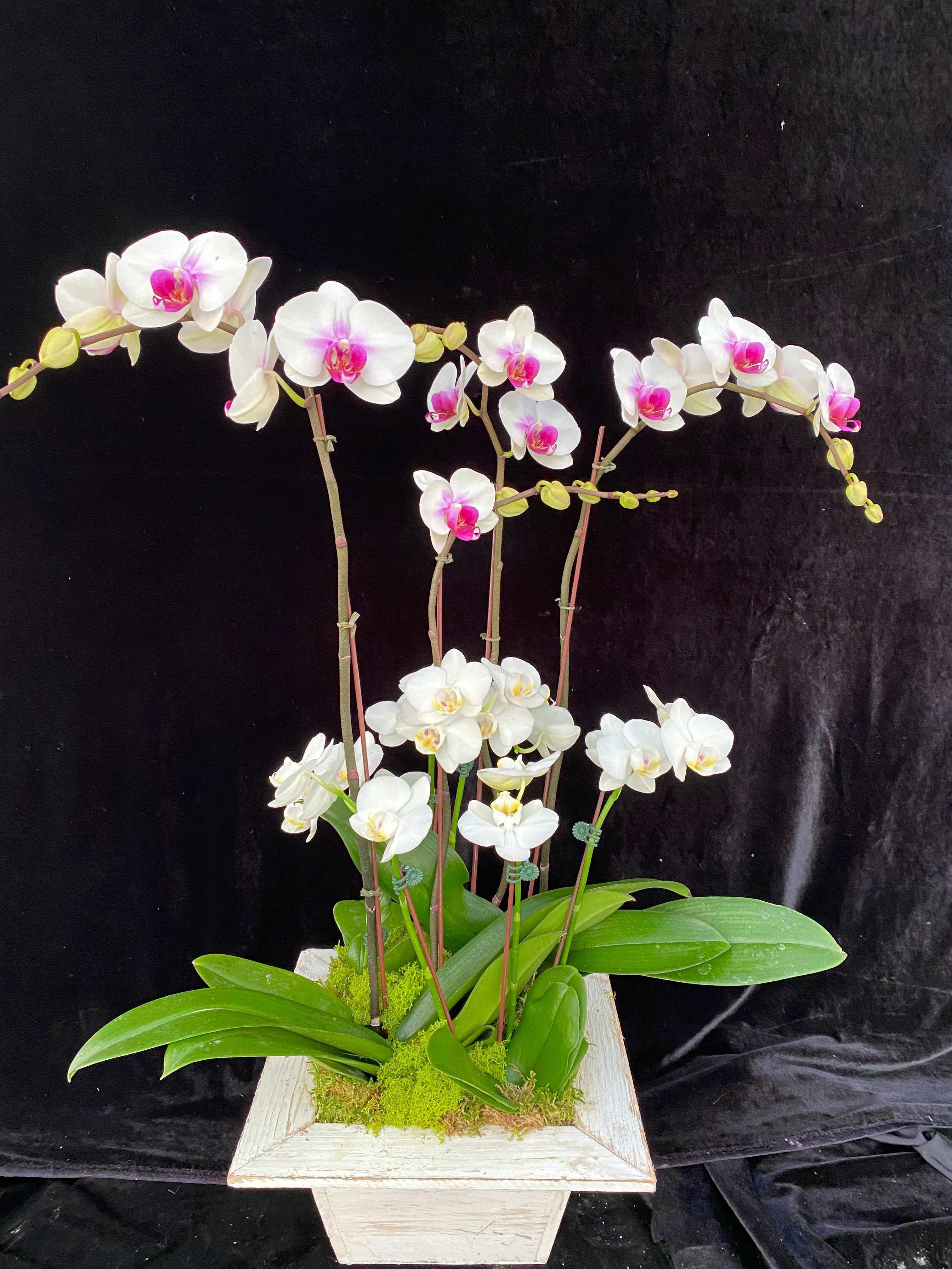 Phalaenopsis pink/spots design with mini Phals. in wooden pot. Phalaenopsis pink/spots design with mini Phals. in wooden pot. - Mix color plants 02 spikes and mini phalaenopsis design in wooden pot.
