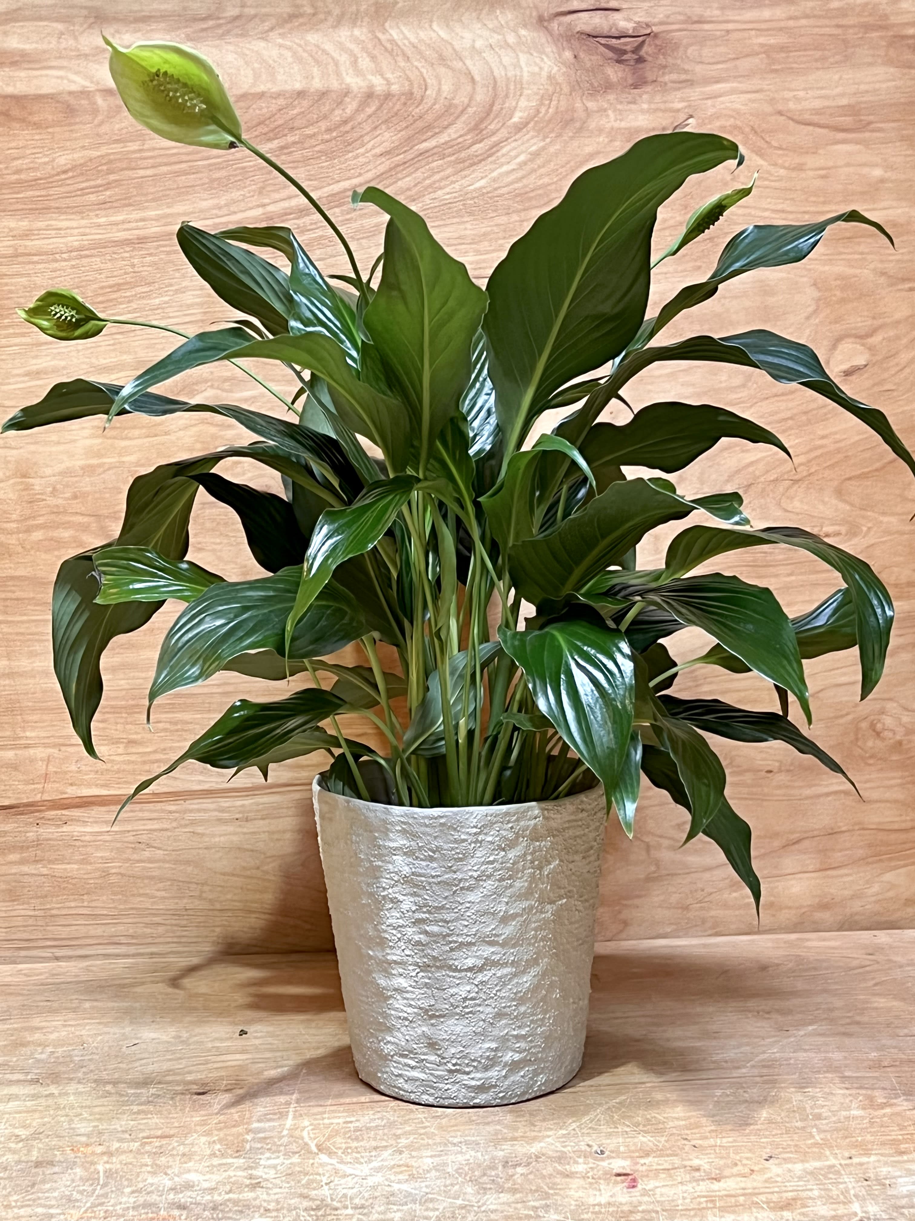 Peace Lilly Plant in Ceramic Container - Peace Lilly Plant in Ceramic Container. Peace lily is an easy-care plant that tolerates low light, low humidity, and still blooms consistently. Its glossy lance-shape leaves arch gracefully from a central clump of stems. The white flowers are most common in summer, but may occur any time of year. As they age they turn green. 