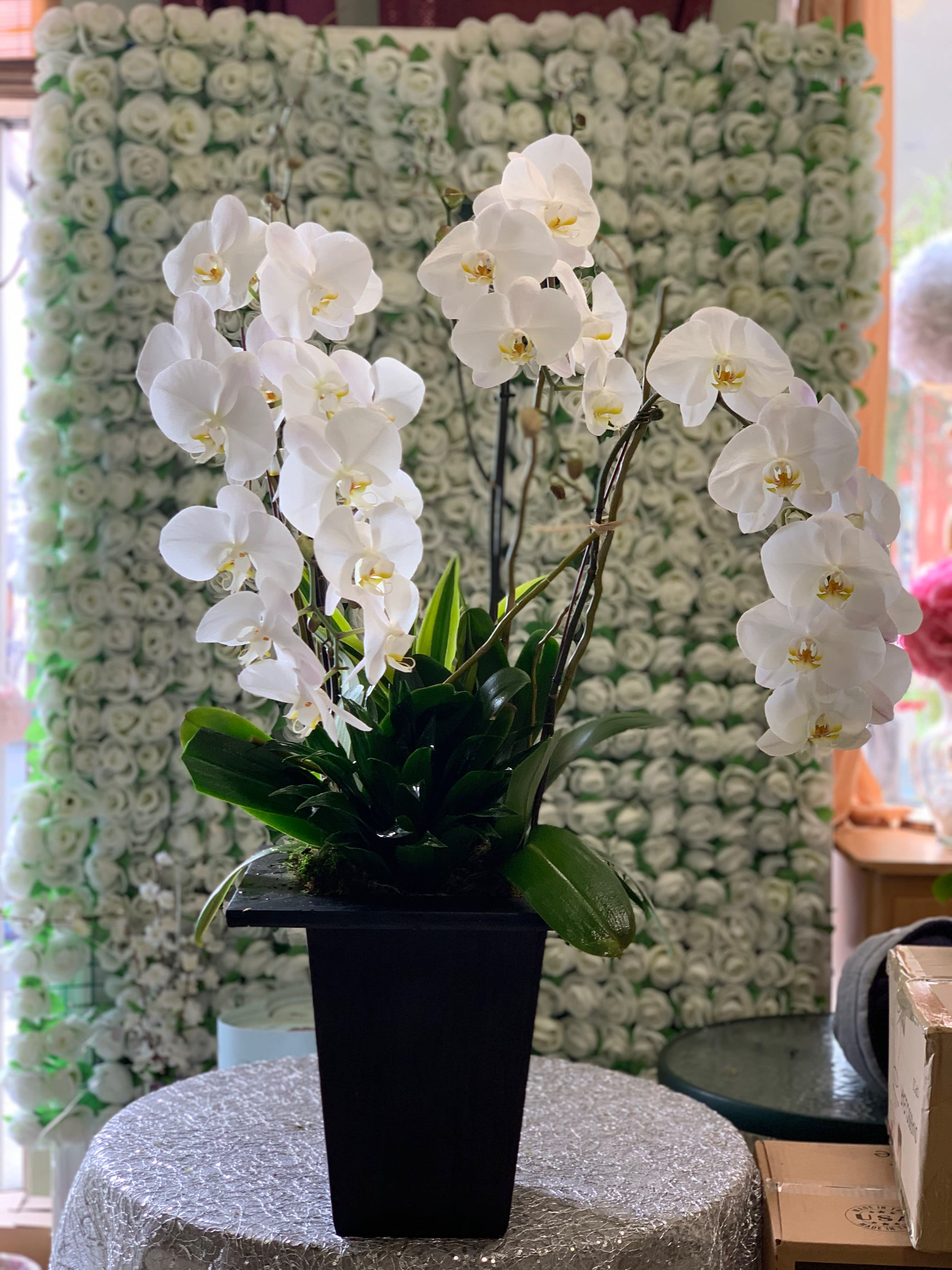 Orchid Simplicity - 3 beautiful orchids assorted with green plants in a nice black box arrangement