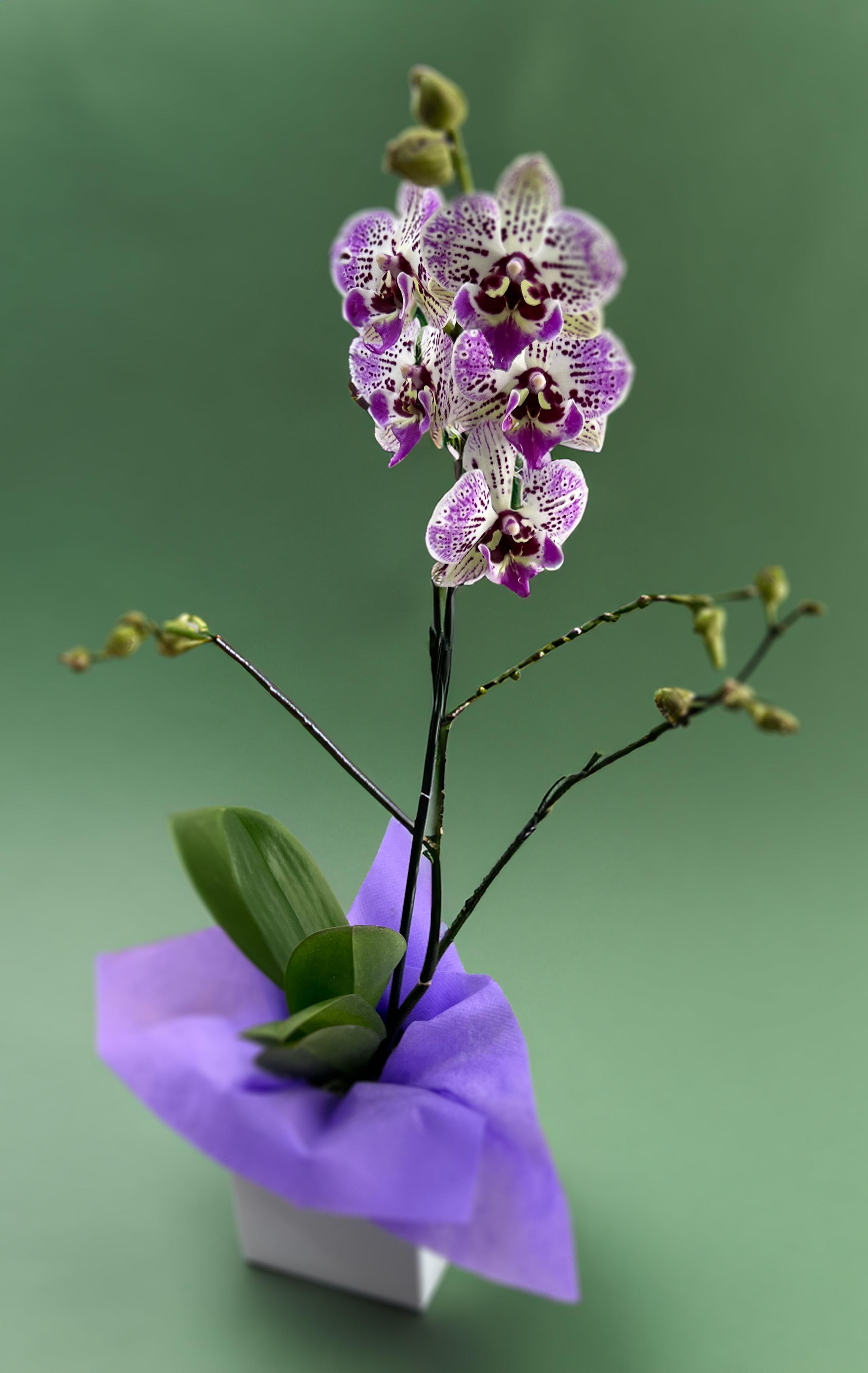 Mini-Orchid Plant - Approx 19&quot; - 23&quot;( 48.26cm x 58.42cm) H.