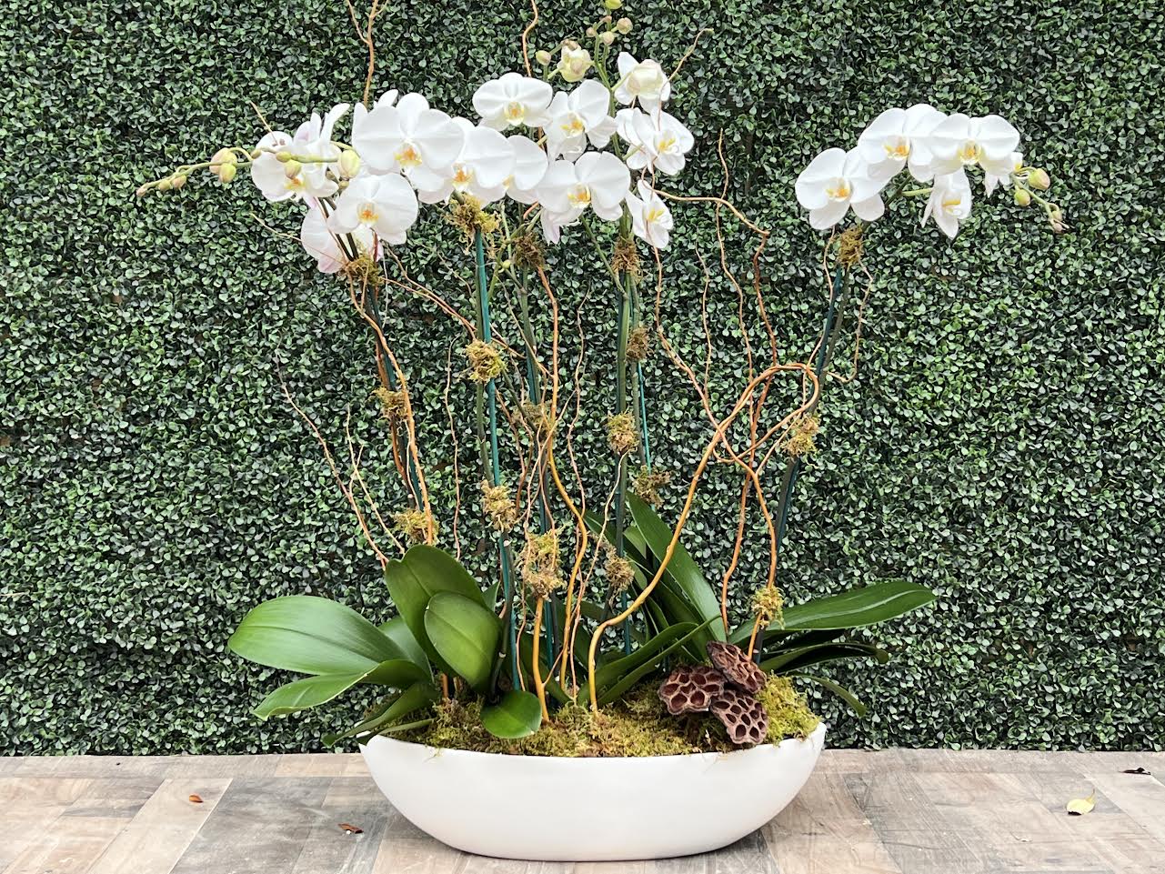 Orchids Galore  - White Orchids in an elegant white container!
