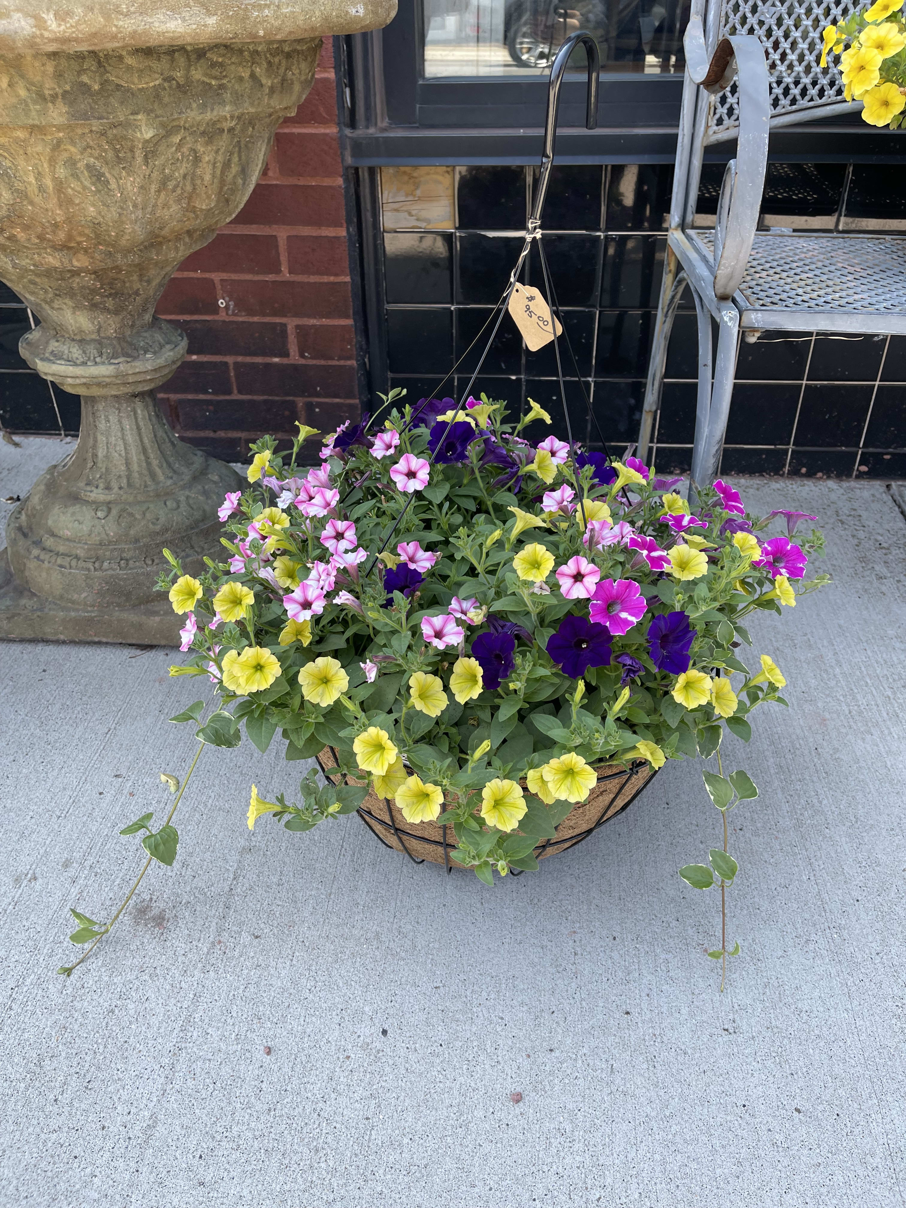 Hanging Basket - A Mix of at least 3 different kinds of plants in various colors and sizes in a hanging basket. If requesting a specific color please specify during checkout. We cannot guarantee any color unless you call ahead! 