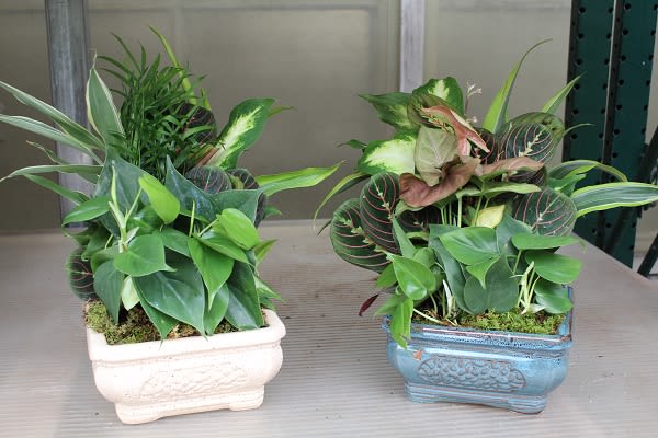 8" Assorted Dish Garden in Ceramic Planter 8" Assorted Dish Garden in Ceramic Planter - Great easy to care for plat gift!