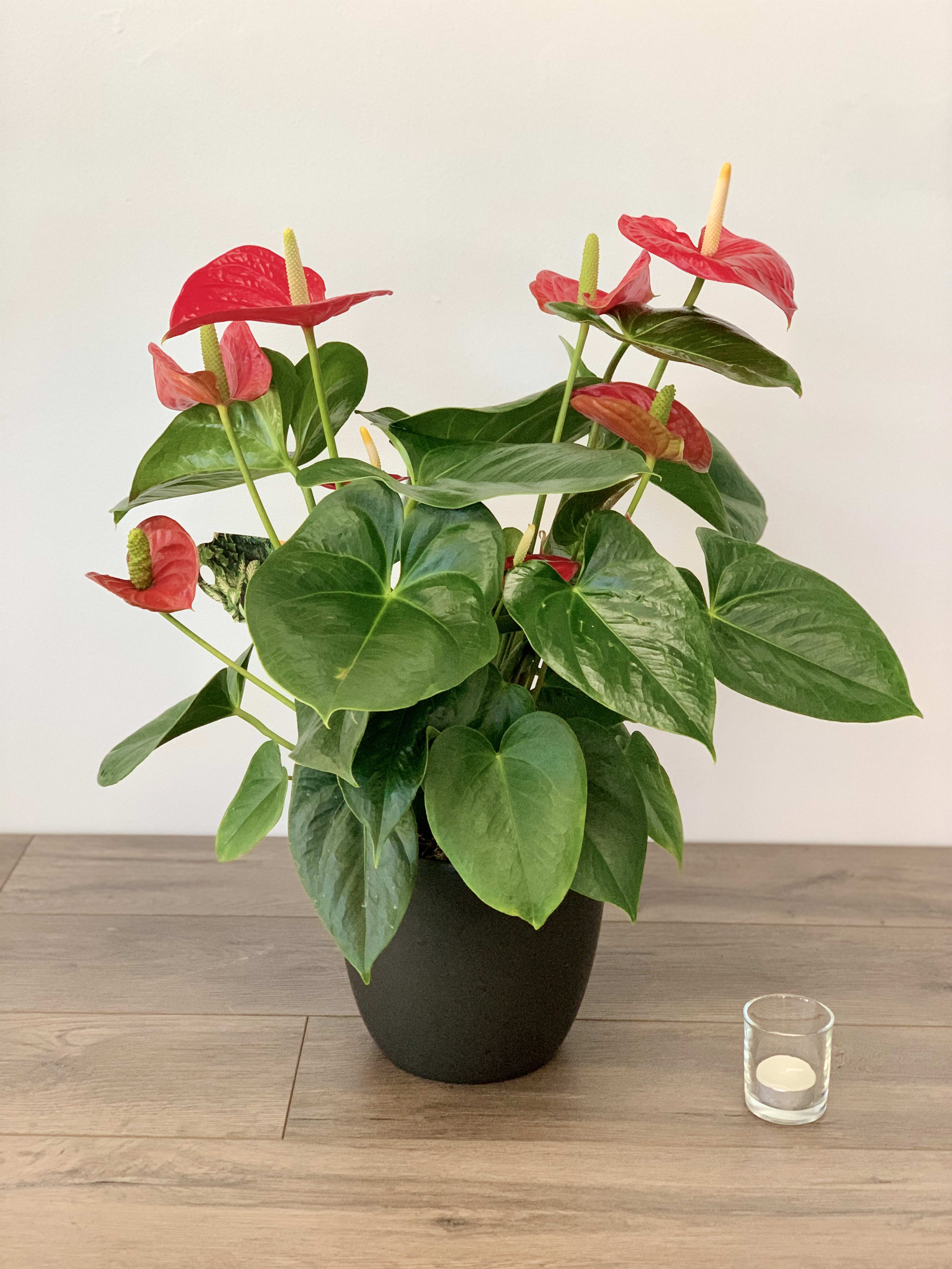 Red Anthurium In Black Ceramic Red Anthurium In Black Ceramic - Beautiful Red Anthurium Plant in Black Ceramic Container