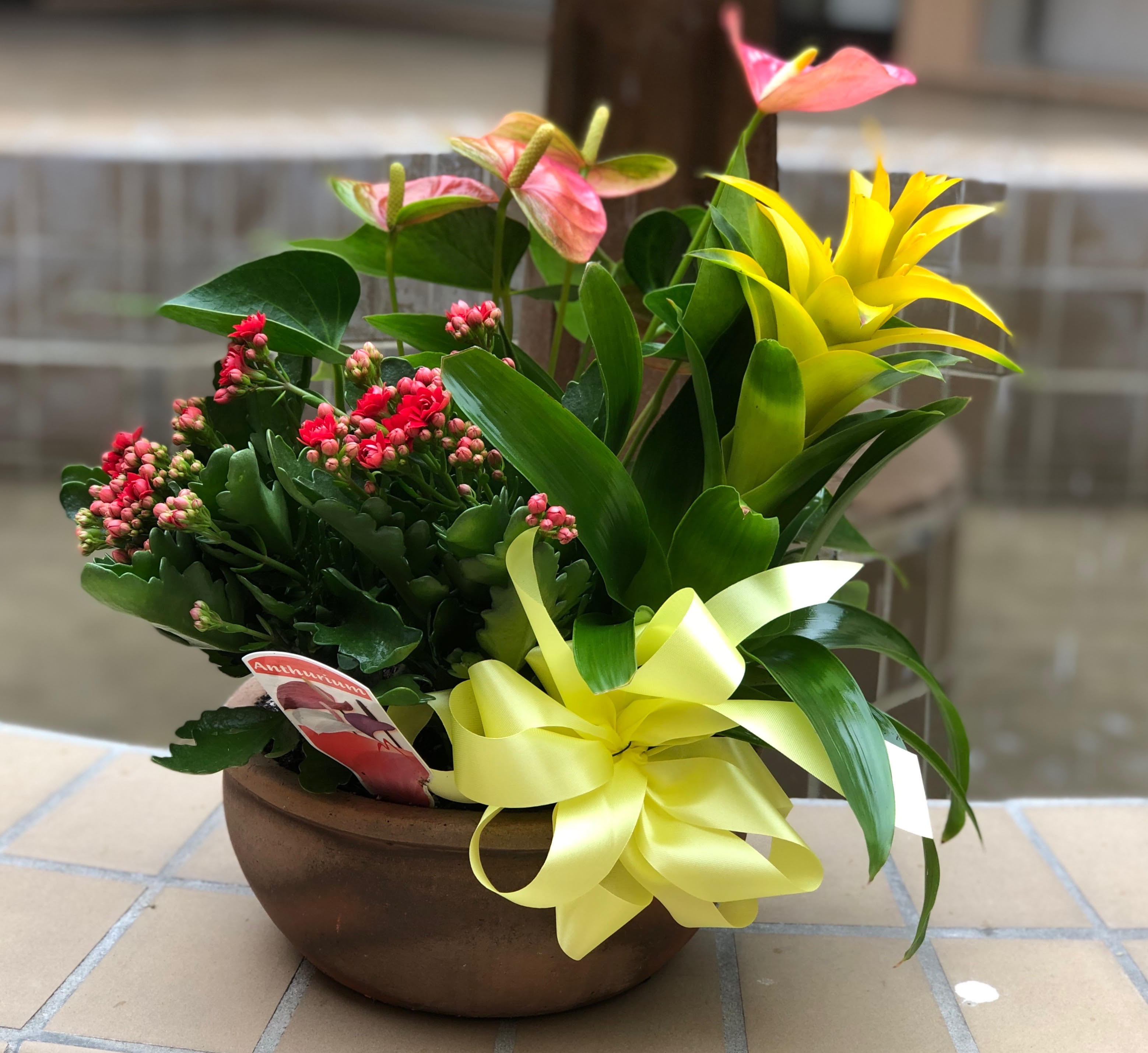 Mixed plant - Nice way for well wishes or to welcome someone in the new house.