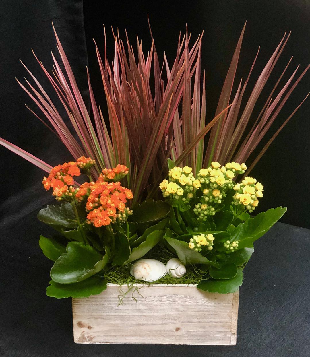 Sunshine  - Mixed plants perfect for any occasion 