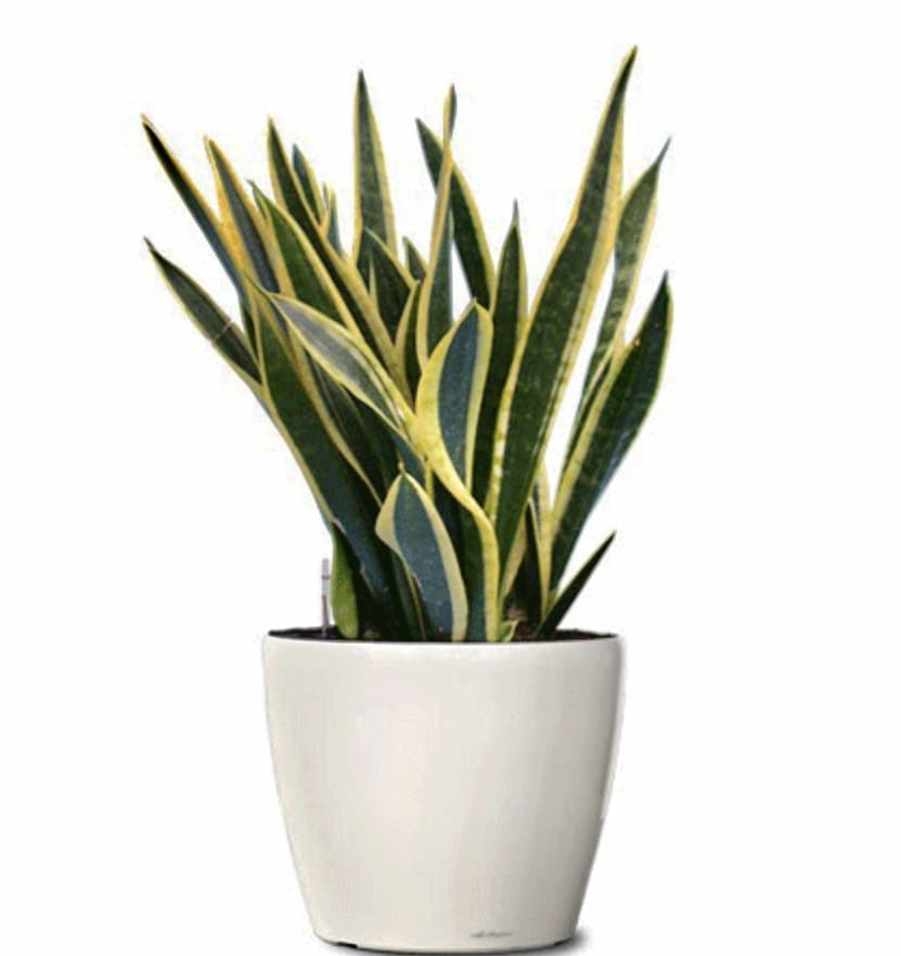 Snake Plant - This  floor plant is the perfect addition to any home or office!  Snake plants are a known air purifiers and are very hardy, requiring very little attention. 