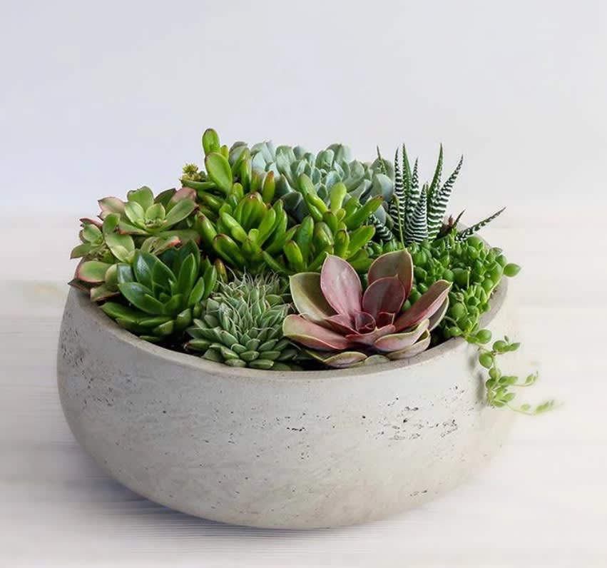 Succulent Graden - Perfect for succulent lovers for any occasion. 