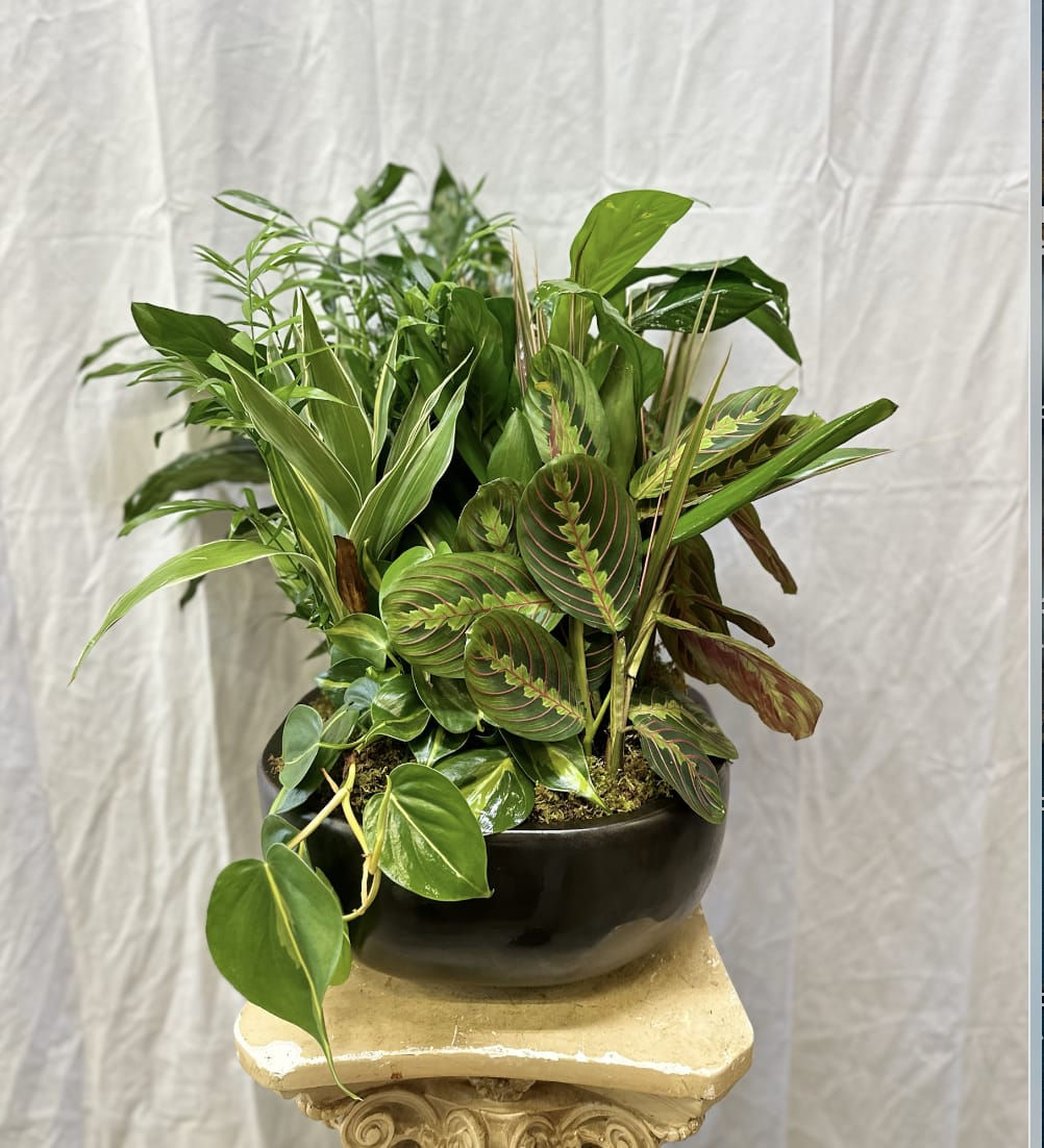 SALE!! Dish Garden - A beautiful large dish garden!