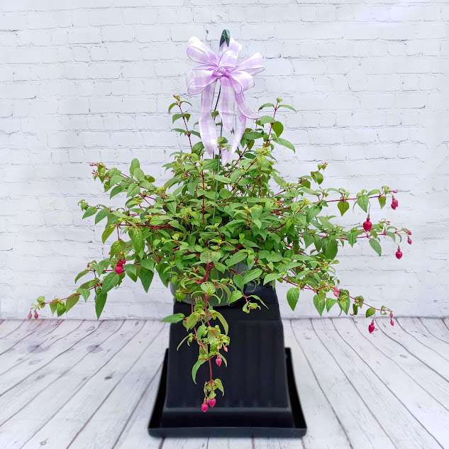 Fuschia Hanging Basket-Annual  - Get your plant lover a beautiful Fuschia hanging basket for their patio or yard!