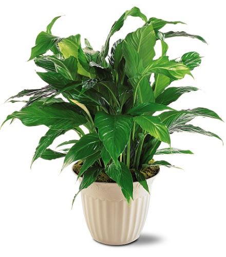 TF191-2 Spathiphyllum Plant - One spathiphyllum plant arrives in a decorative pot. Approximately 21&quot; W x 33&quot; H 