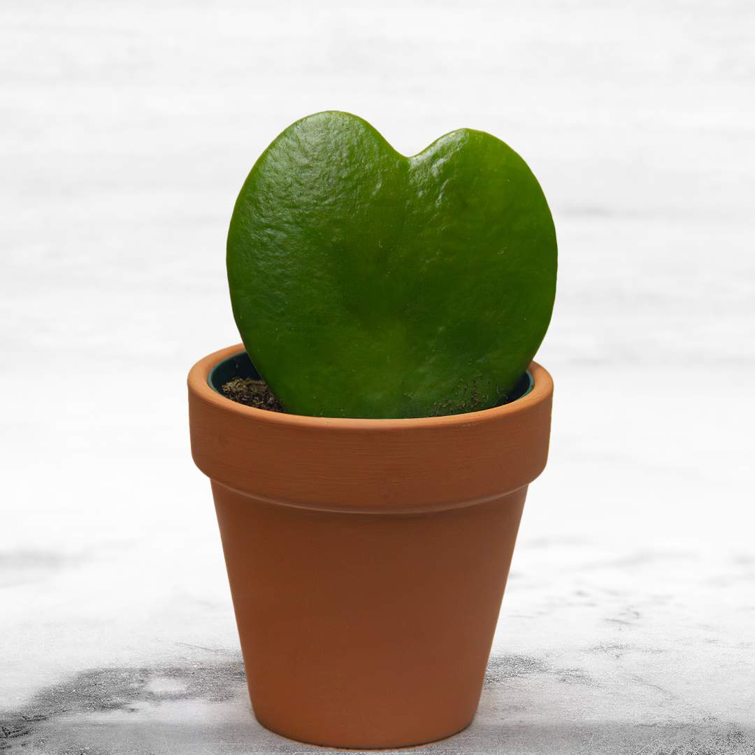 Hya kerri, sweetheart plant   - Sweetheart plant is a great plant for somebody who can't keep plants alive!   Hoya kerrii care is straightforward. Not only are they adorable, but these tropical succulents produce trailing woody vines that are delightfully easy to grow, low maintenance, and slow-growing.   APPROXIMATE DIMENSIONS 2.5&quot; W X 2.5&quot; H