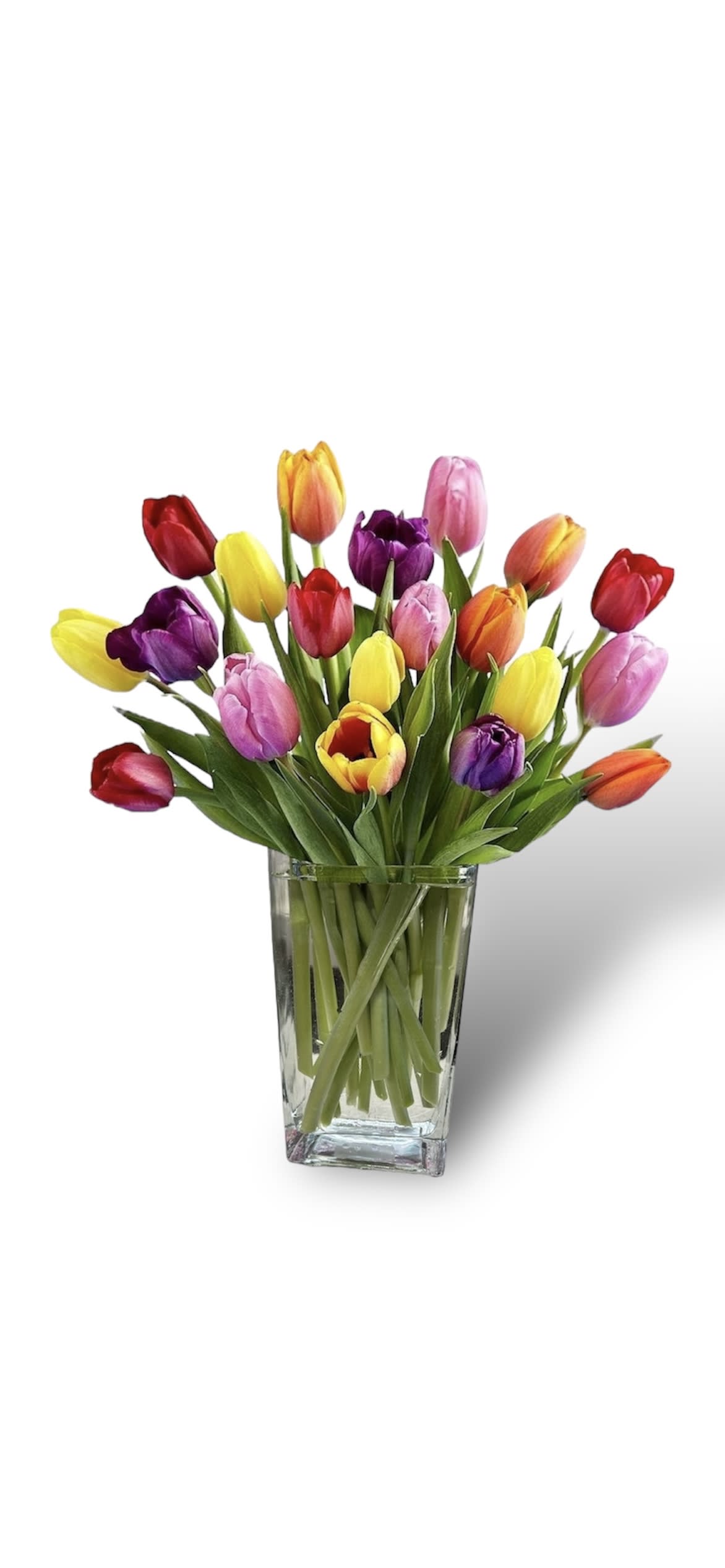Tulip time #194 - Tulip time Fresh cut multiple colored tulips the best fresh cut tulips in clear glass vase color will vary depending on availability